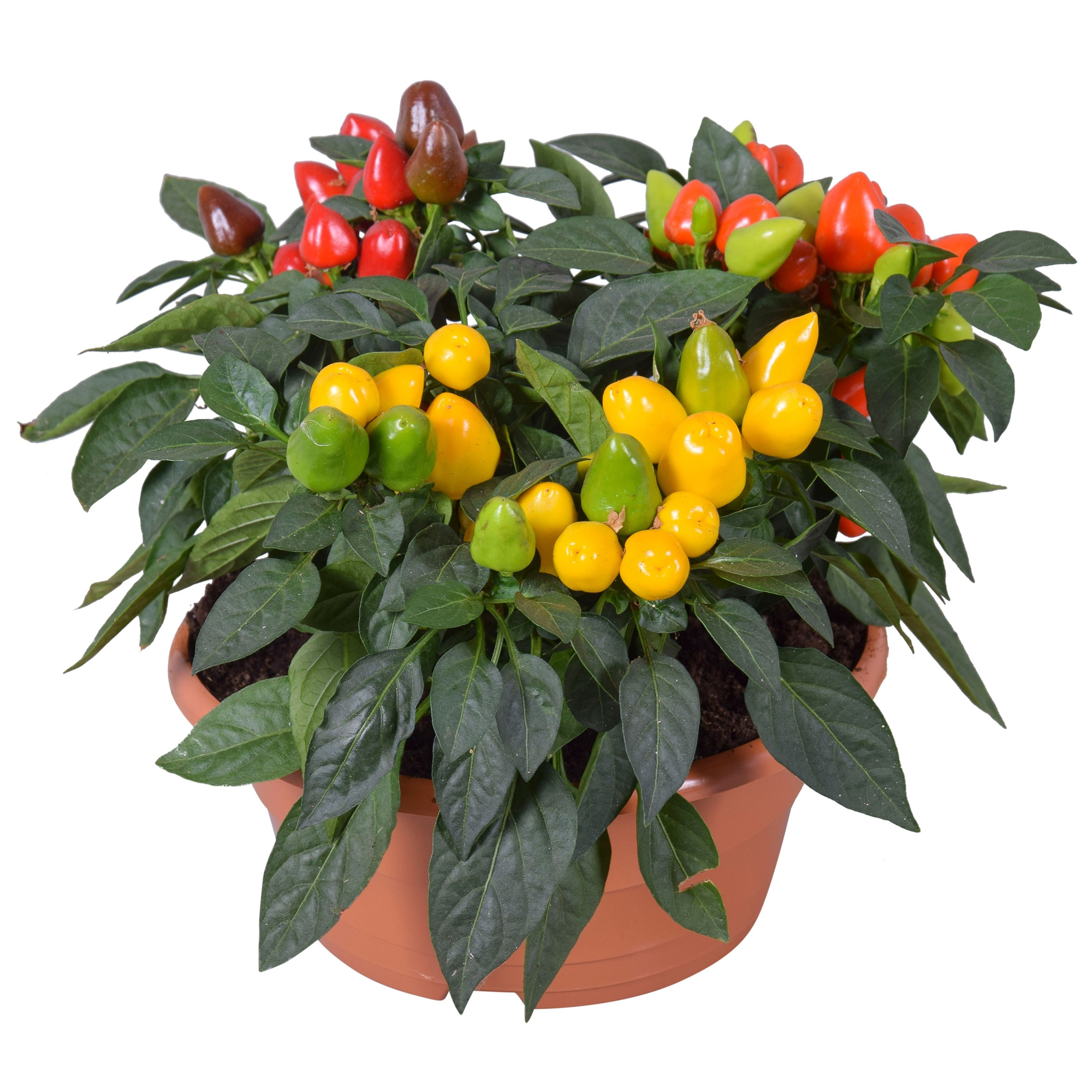 Capsicum Samba in Plastic Terracotta Schaal Carnaval, D 23 cm