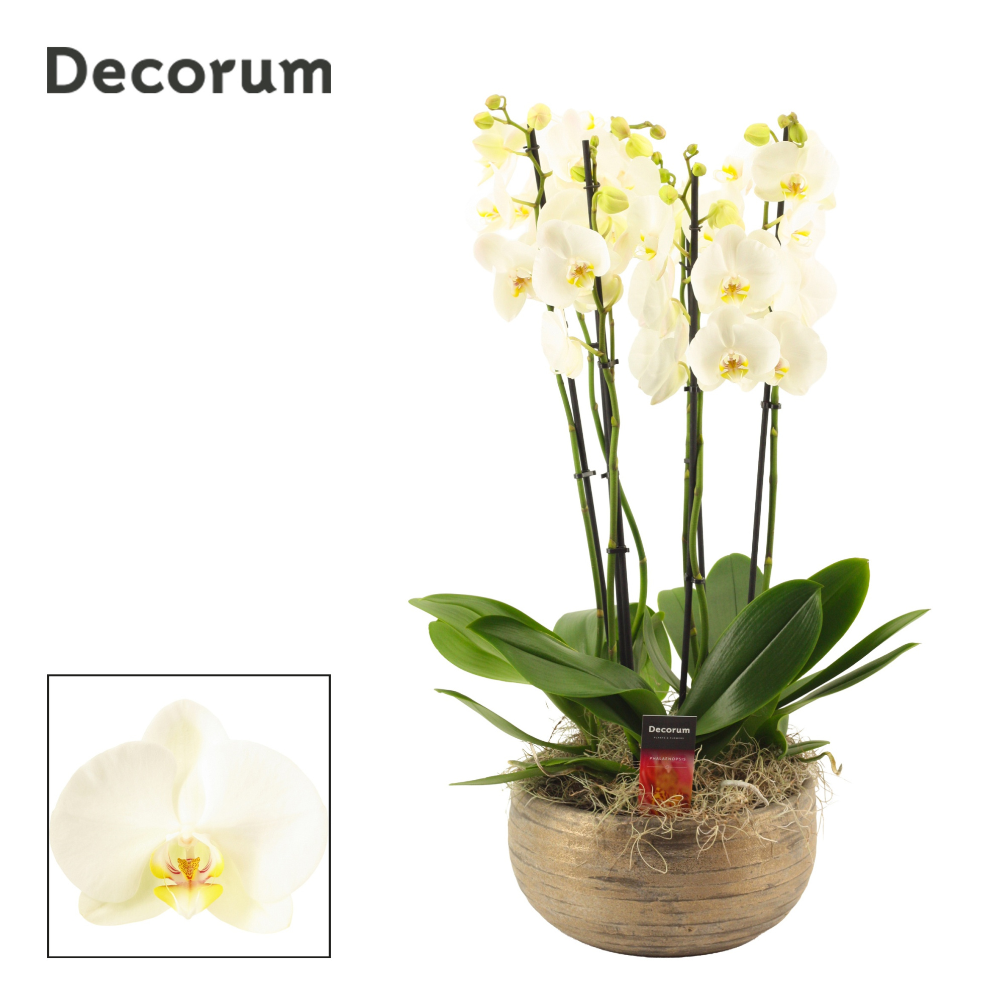 Oro 6 tak symphony white (Deco-collection), D 27