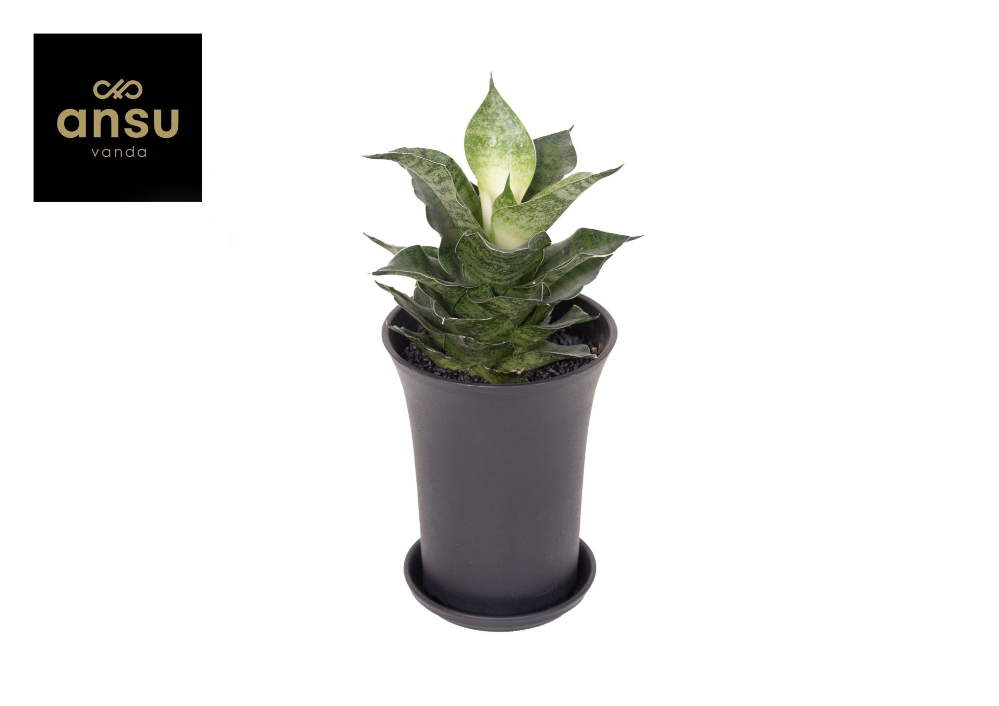 Sansevieria Star Mini Marble No.1 XL in sierpot, D 10