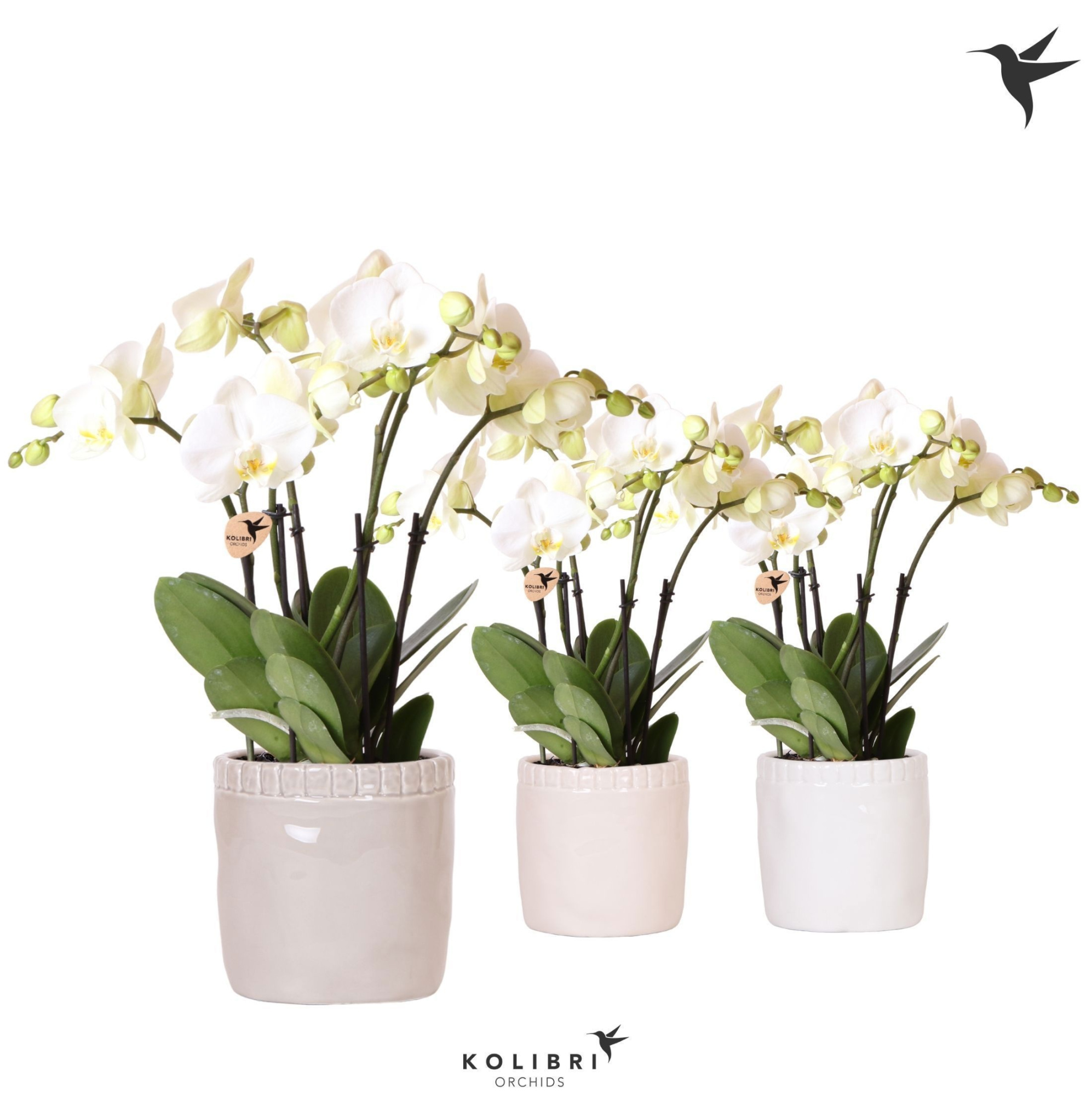 Kolibri Orchids Phalaenopsis Ghent 4spike in Stones pot mix, D 12