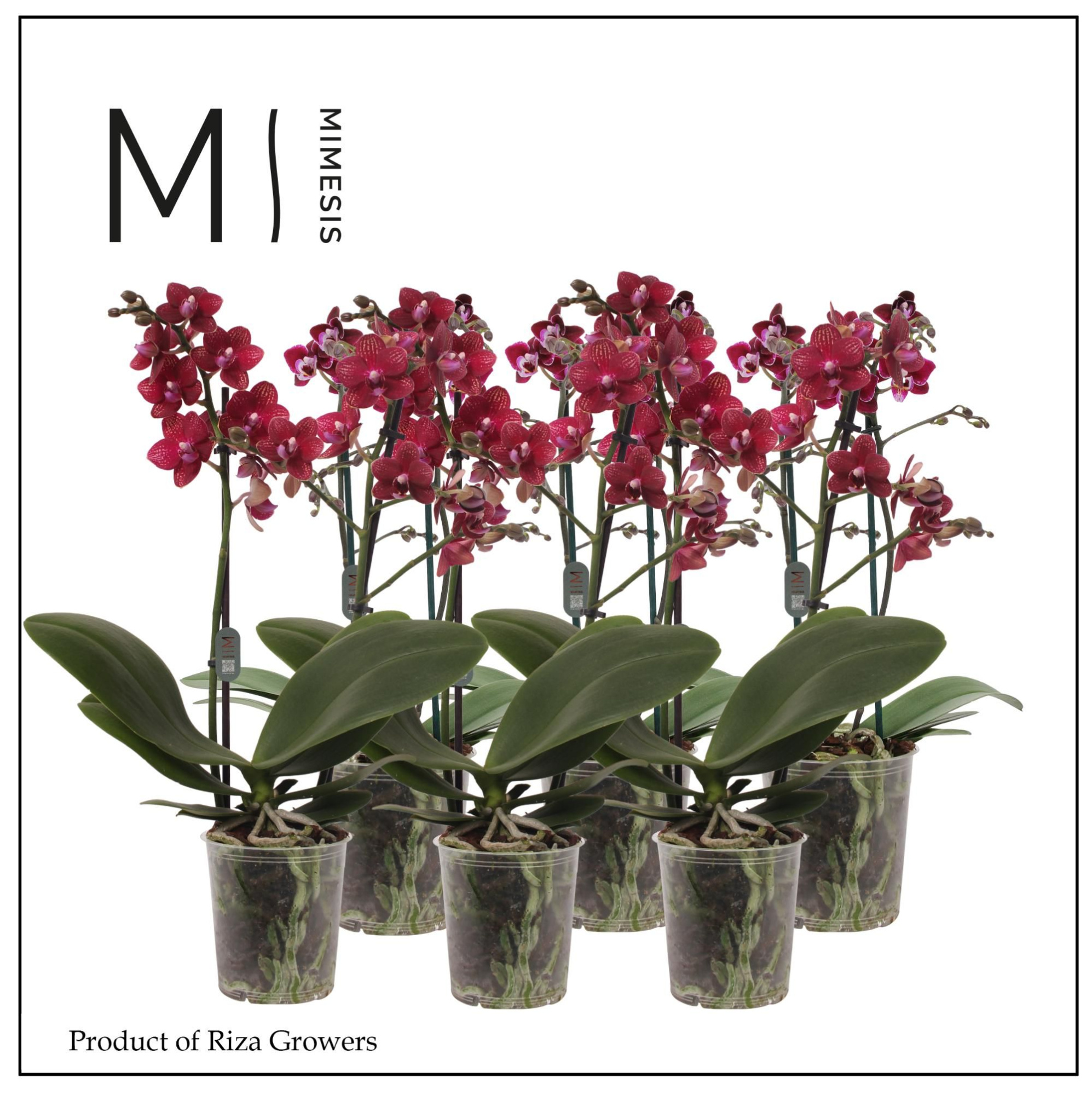 Phalaenopsis Multi Red 2 spike - 12cm | Mimesis, D 12 cm