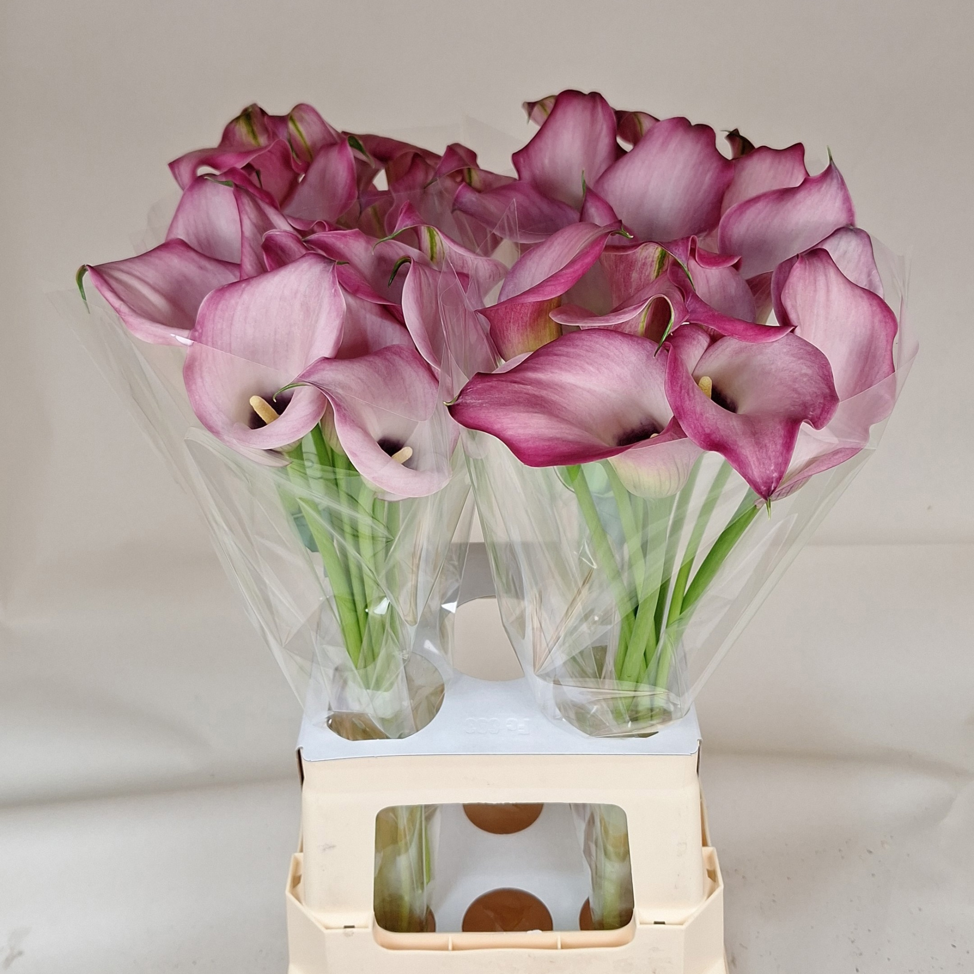 Калла Зазу 70, шт.