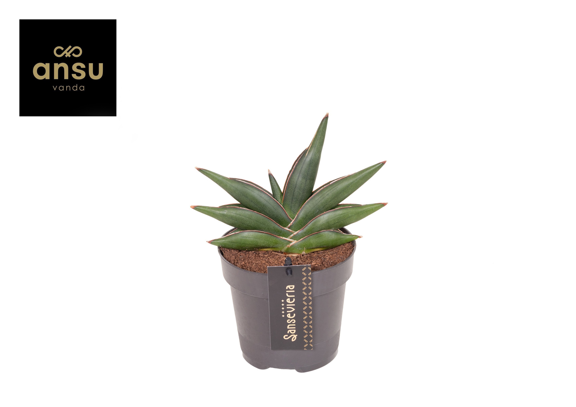 Sansevieria Almond jade No. 4, D 12 cm