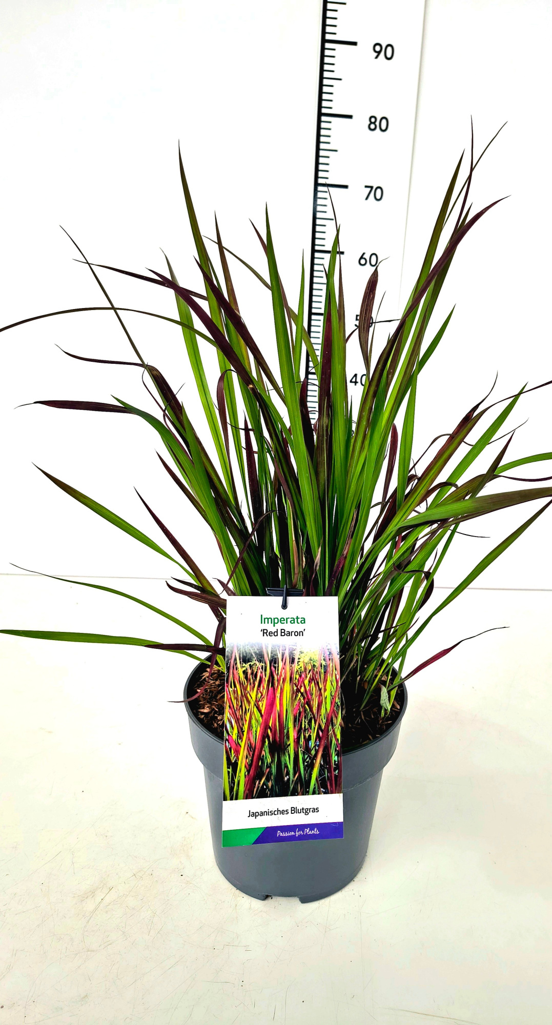Imperata cyl. 'Red Baron' C5, D 23 cm