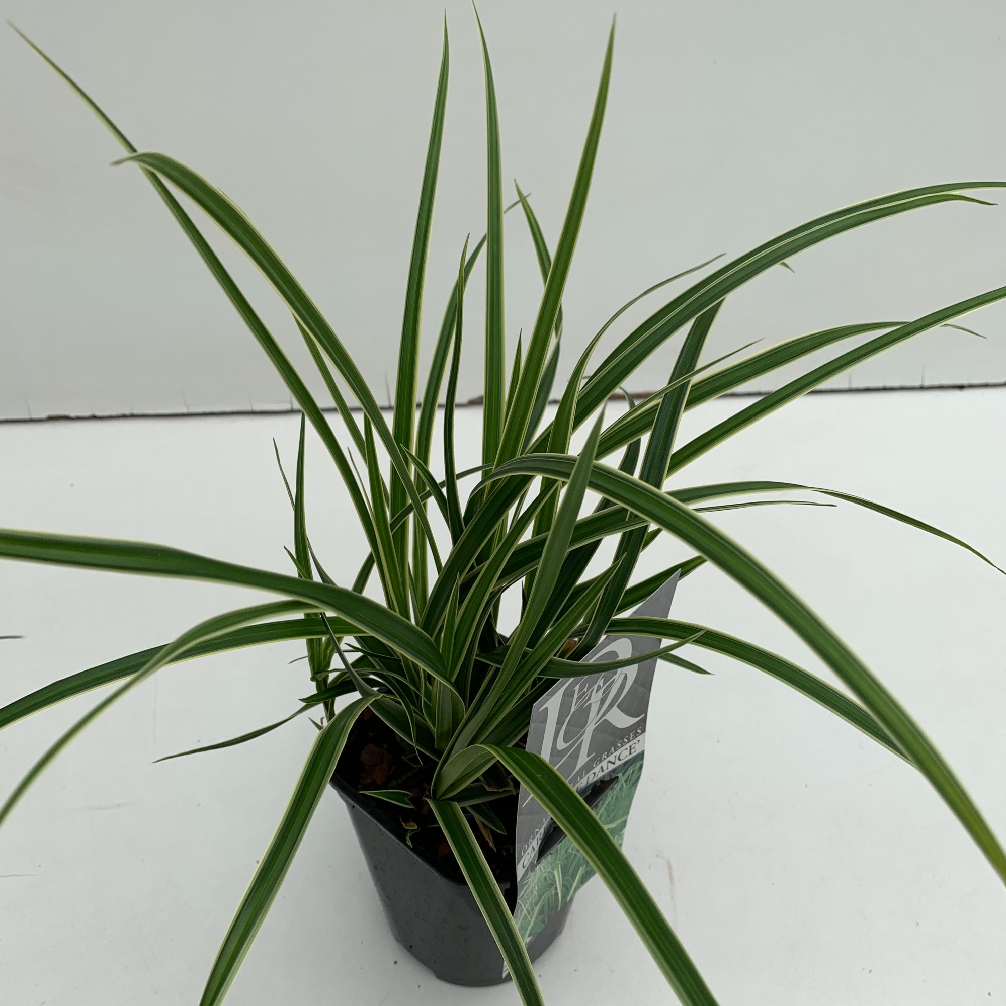 Carex 'Ice Dance', D 13 cm