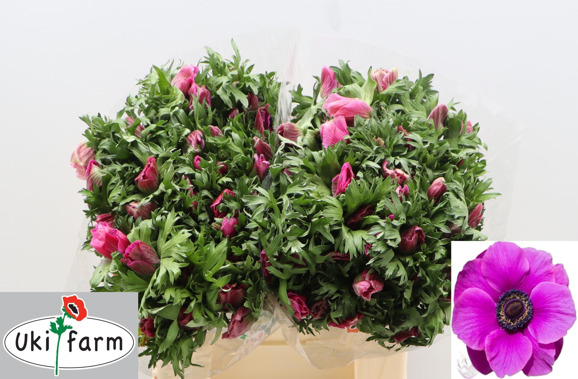 Анемон Галил Перпл 40 (фиолет.), шт.