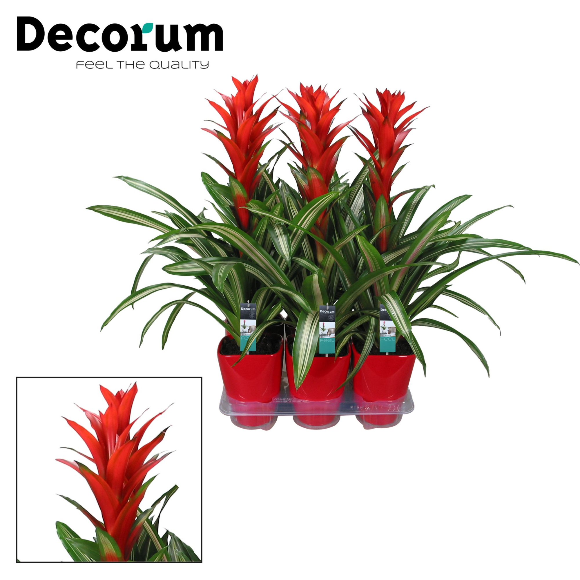Guzmania Bandera Luxe (Decorum), D 14