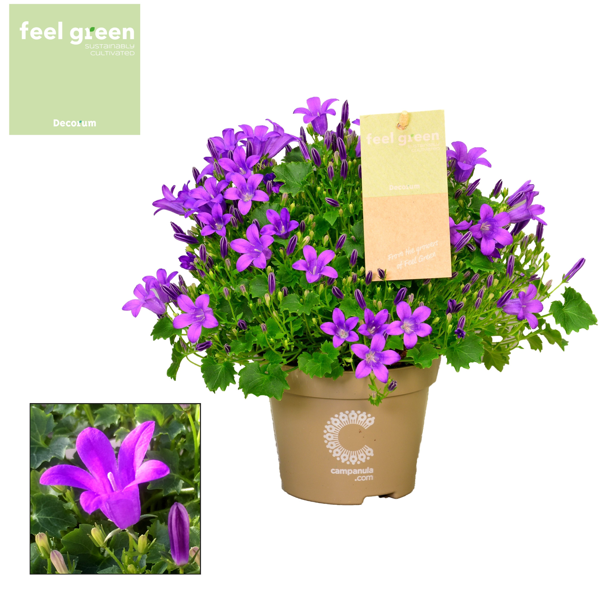 Campanula Porto FEEL GREEN, D 11