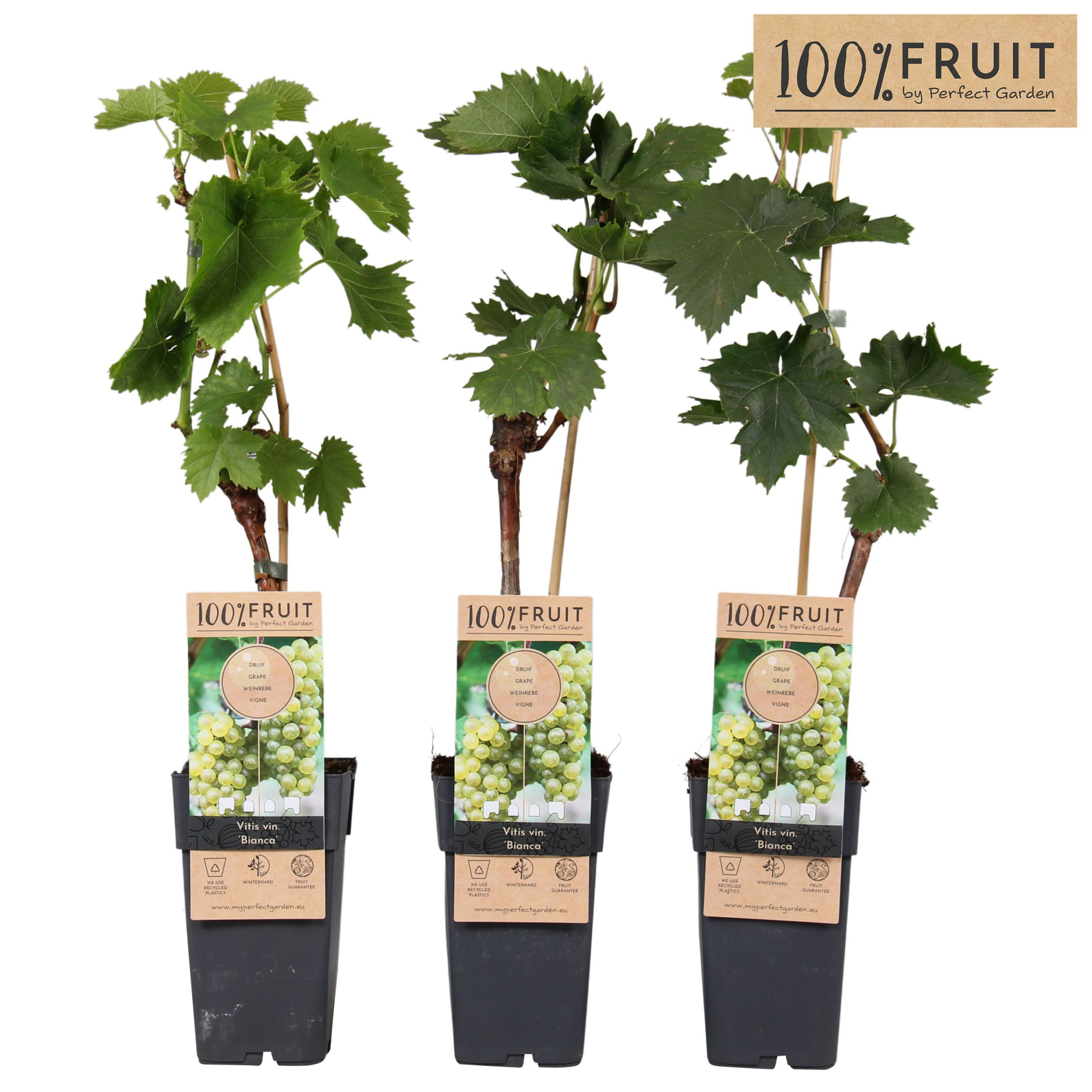 Vitis Bianca P15, D 15 cm