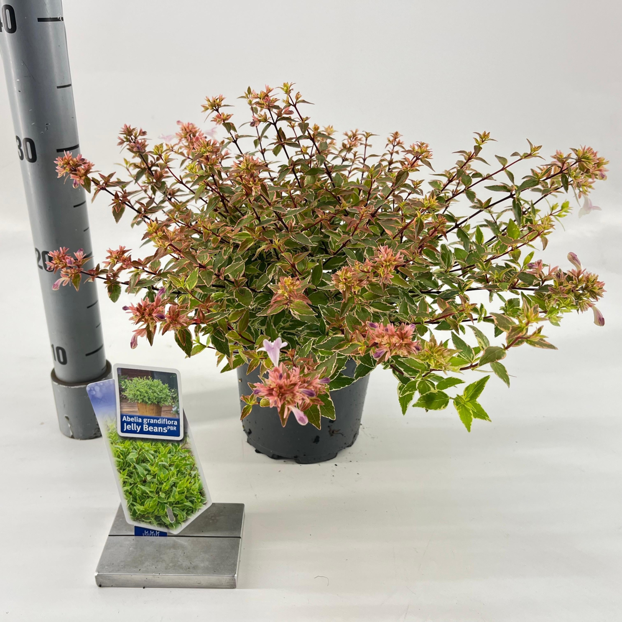 Abelia grandiflora 'Jelly Beans', D 17 cm