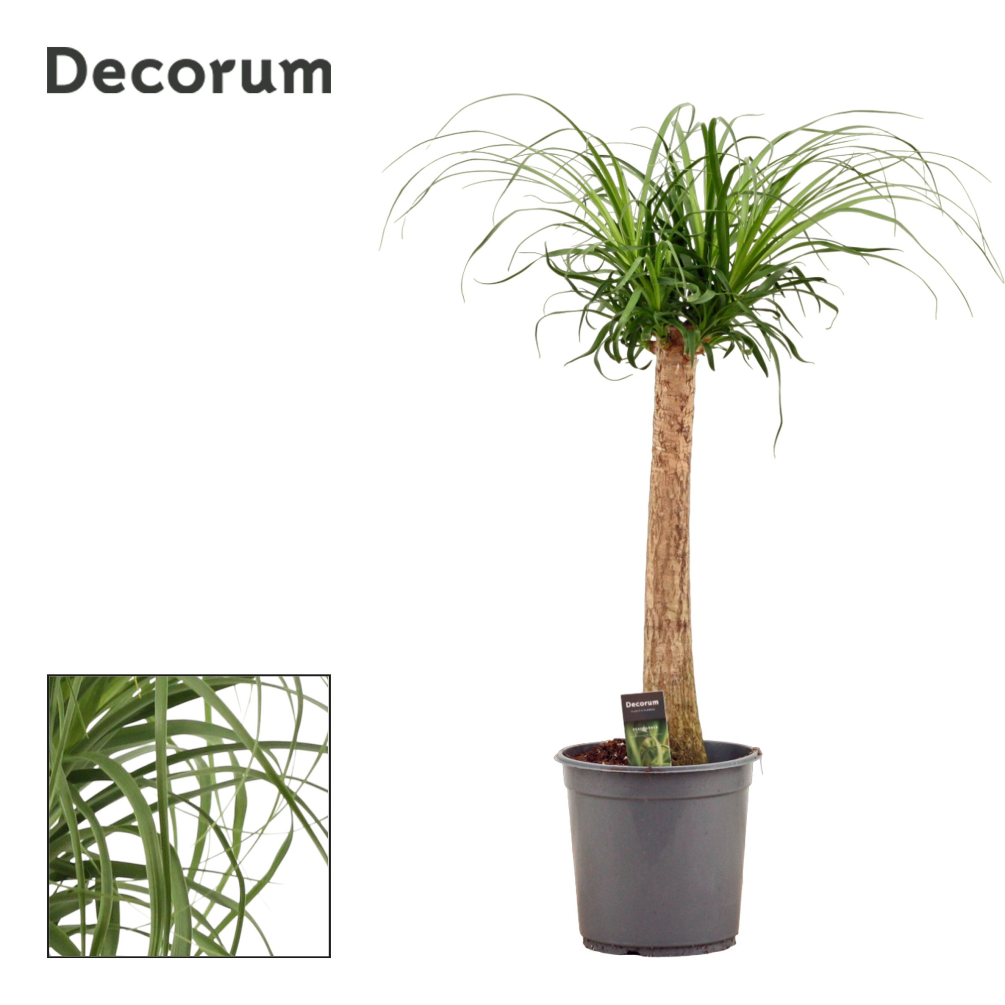 Beaucarnea recht 24 cm (Decorum), D 24 cm