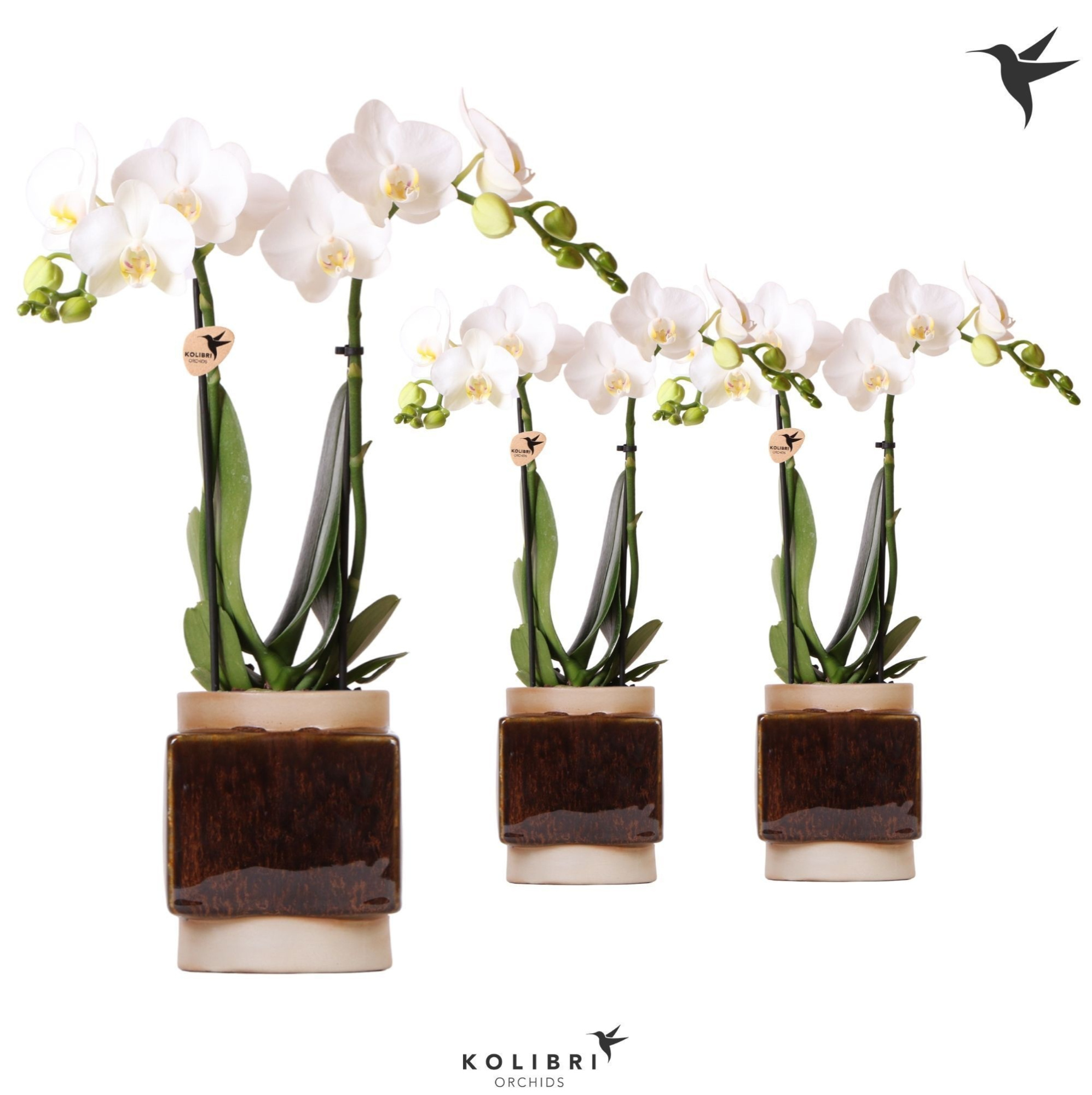 Kolibri Orchids Phalaenopsis white 2 spike in Classy Cube pot, D 9