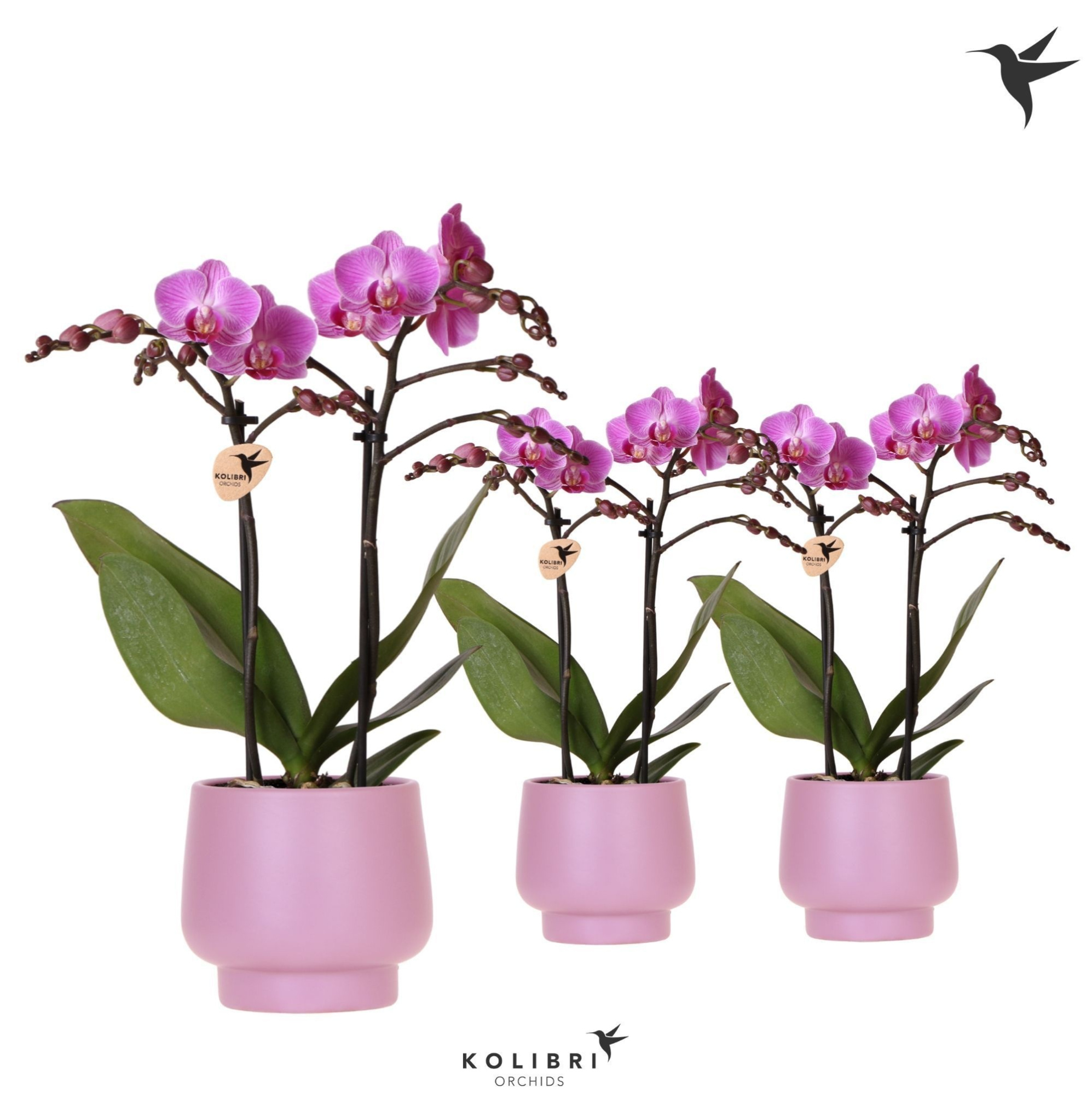 Kolibri Orchids Phalaenopsis violet 2spike in Scandic pot violet, D 9