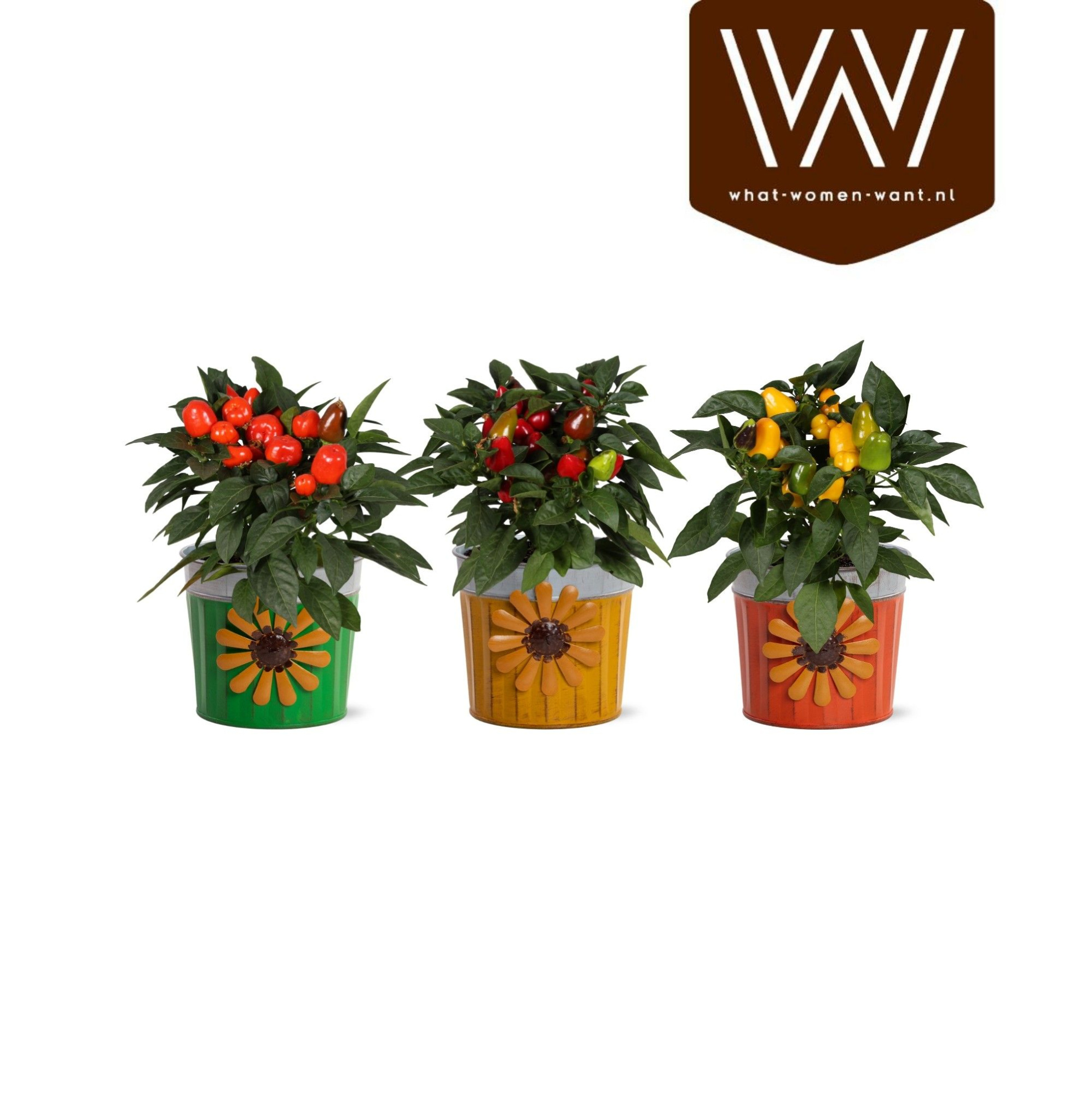 Collectie "BUBBLICIOUS" Capsicum in zink Sun, D 12 cm