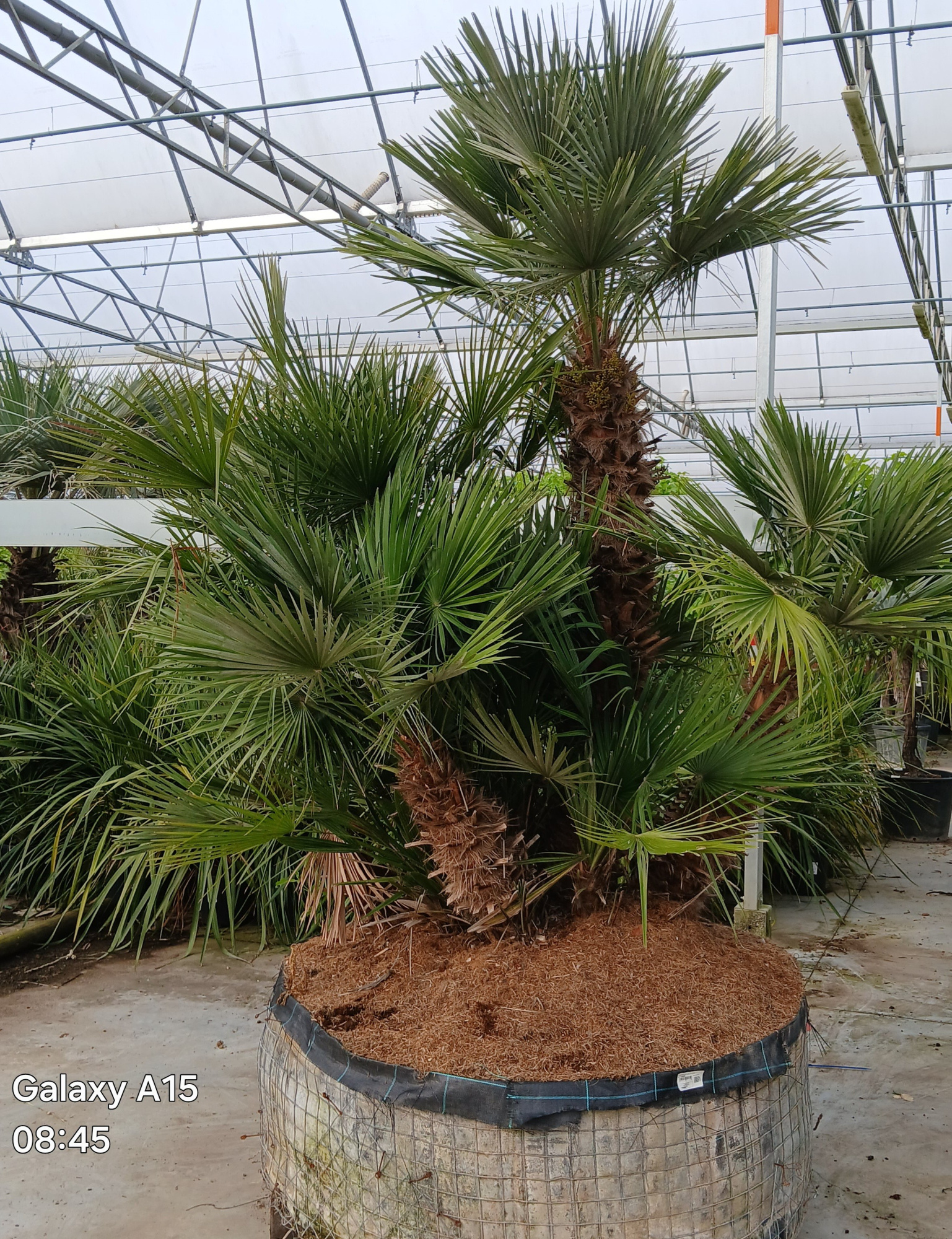 chamaerops humilis, D 100 cm