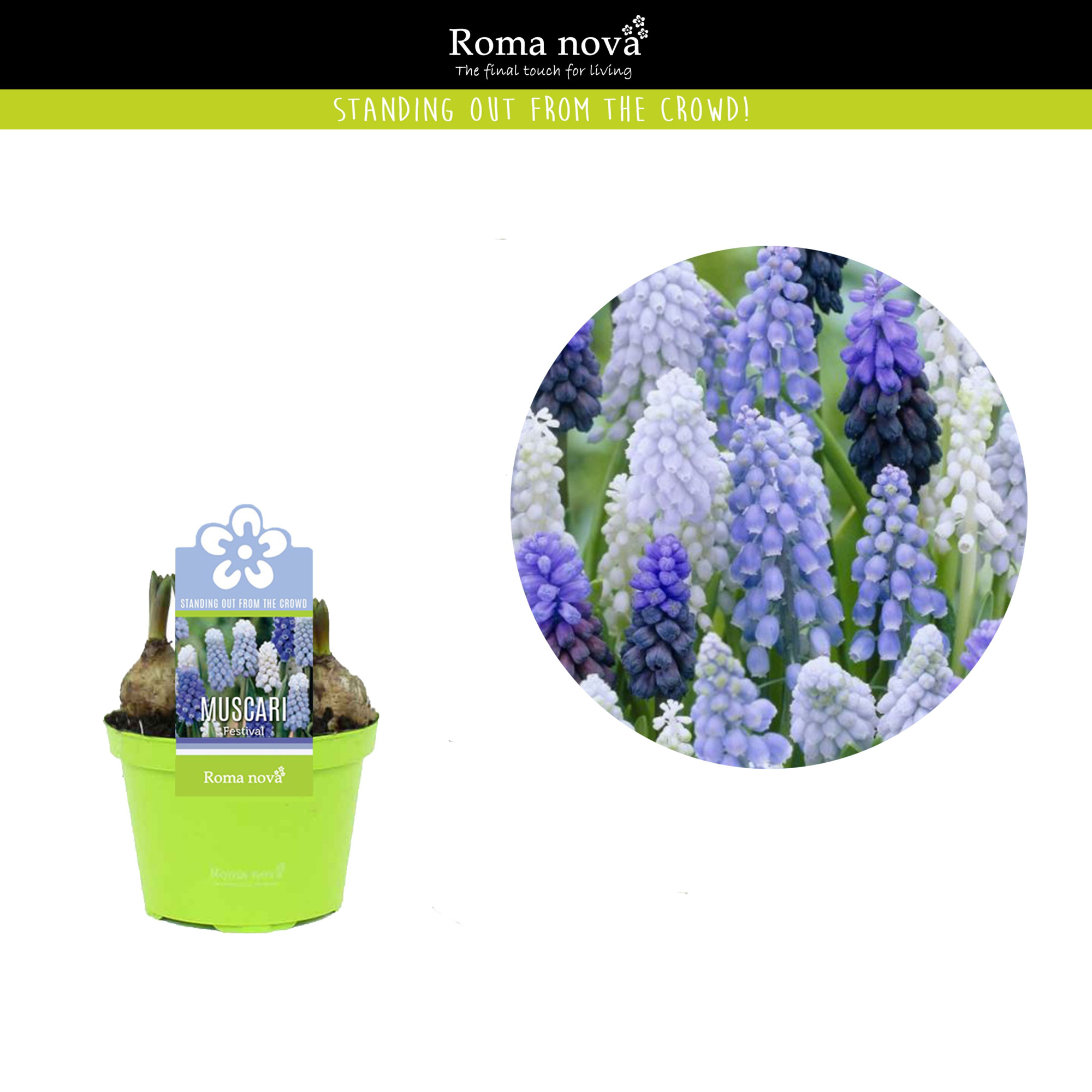 Muscari Festival 9cm, D 9