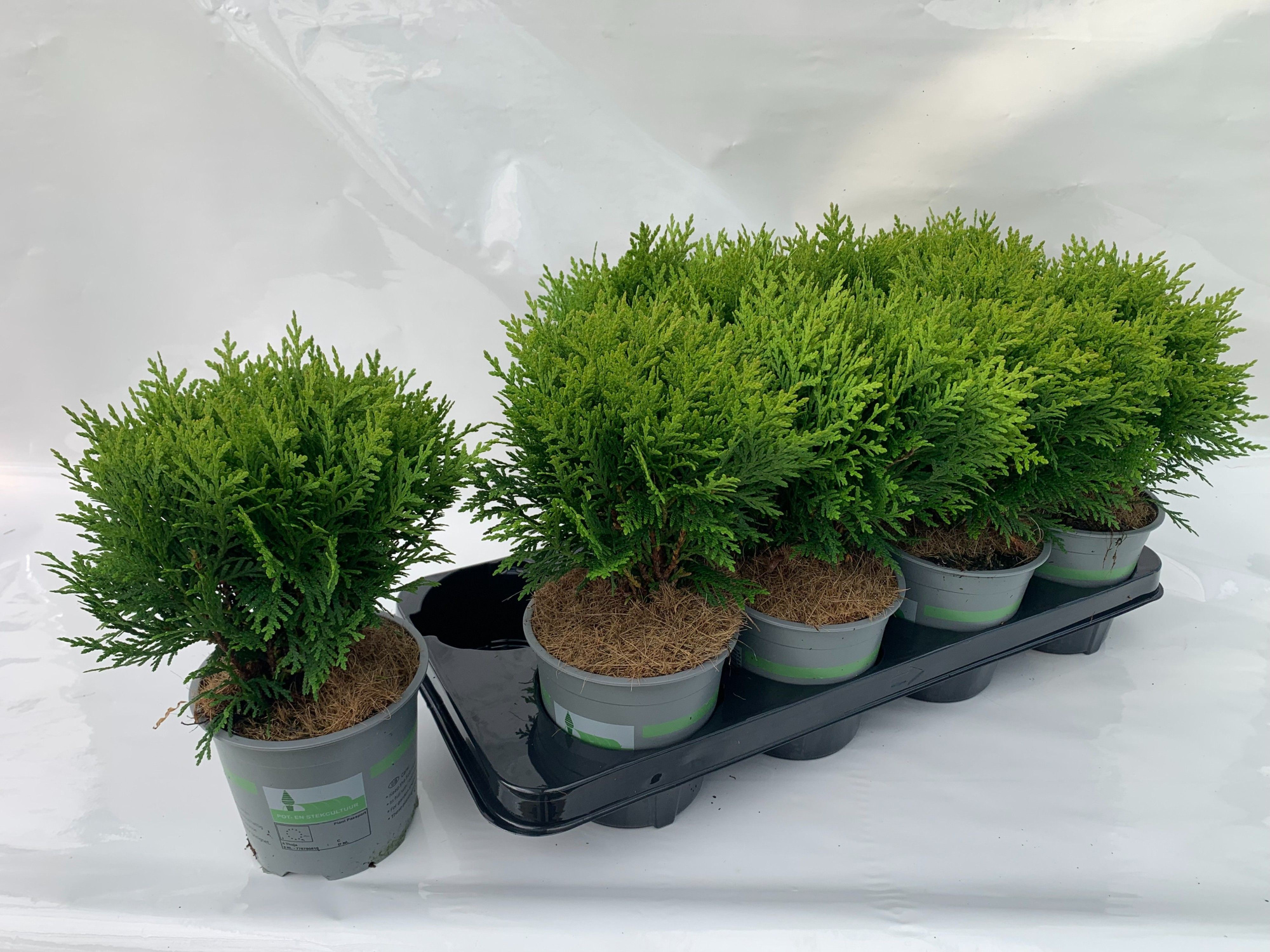 THUJA OCCIDENTALIS DANICA, D 13 cm