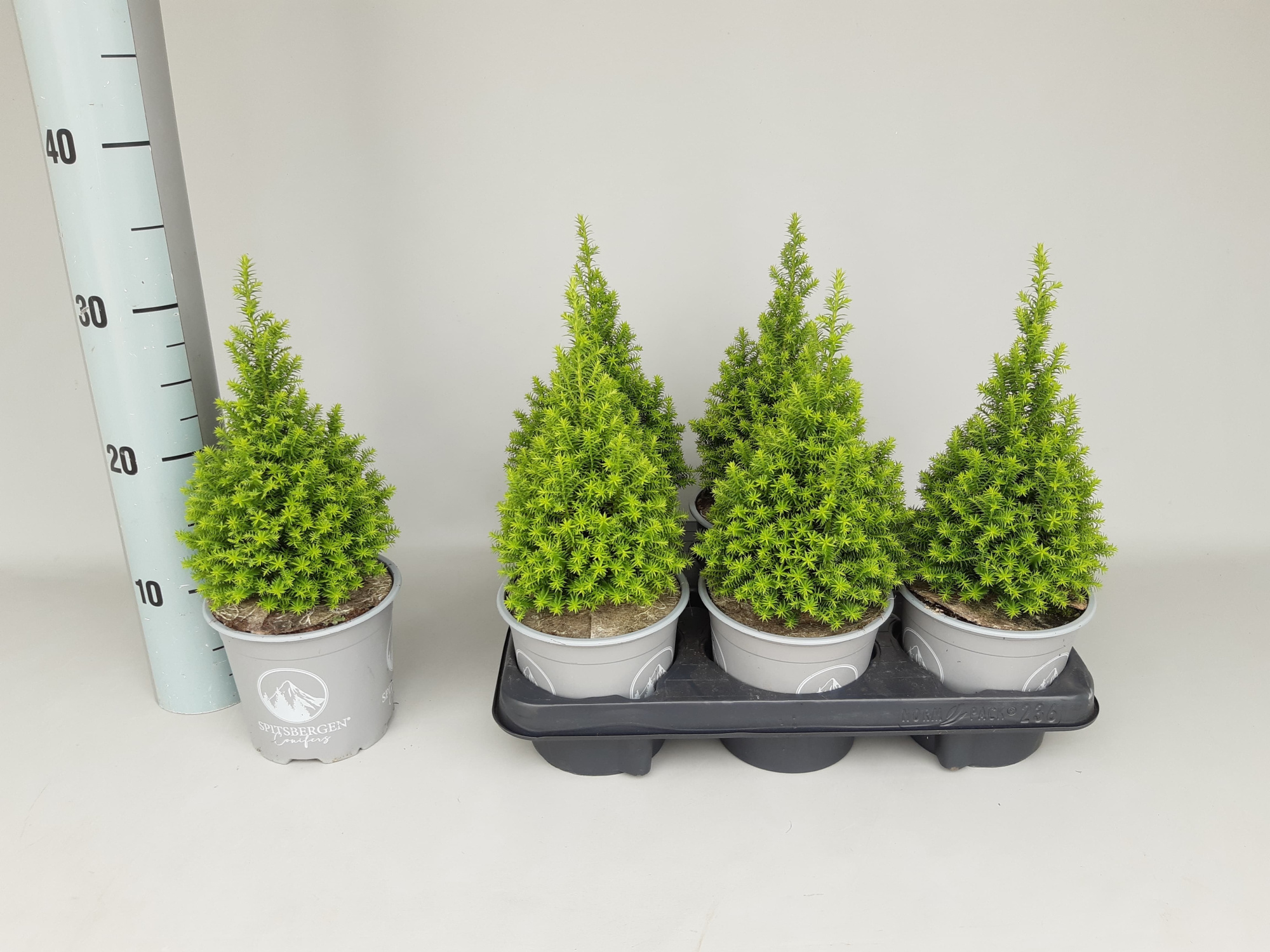 Chamaecyparis Thyoides Spitsbergen P13, D 13 cm