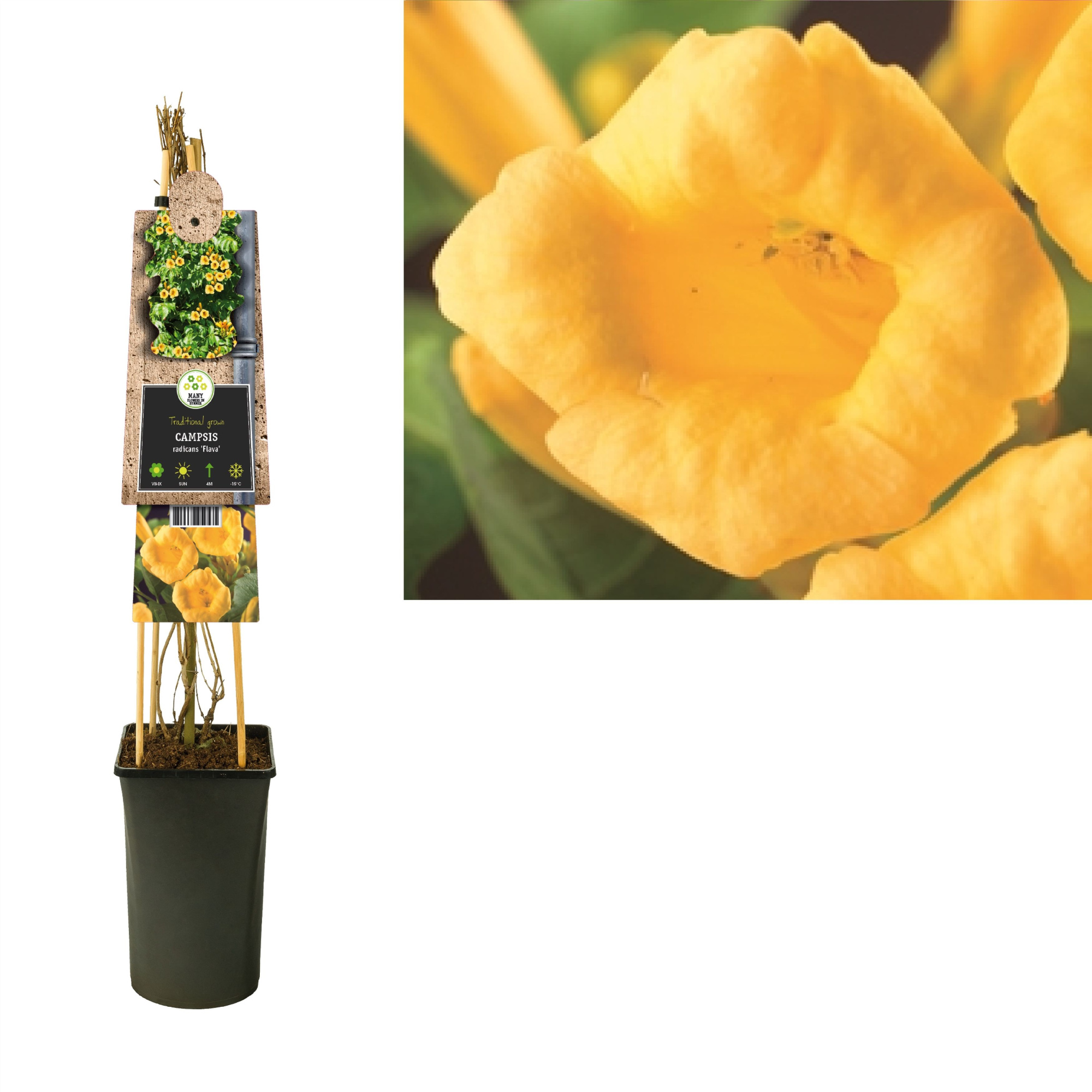 Campsis radicans 'Flava' +3.0 label, D 17 cm