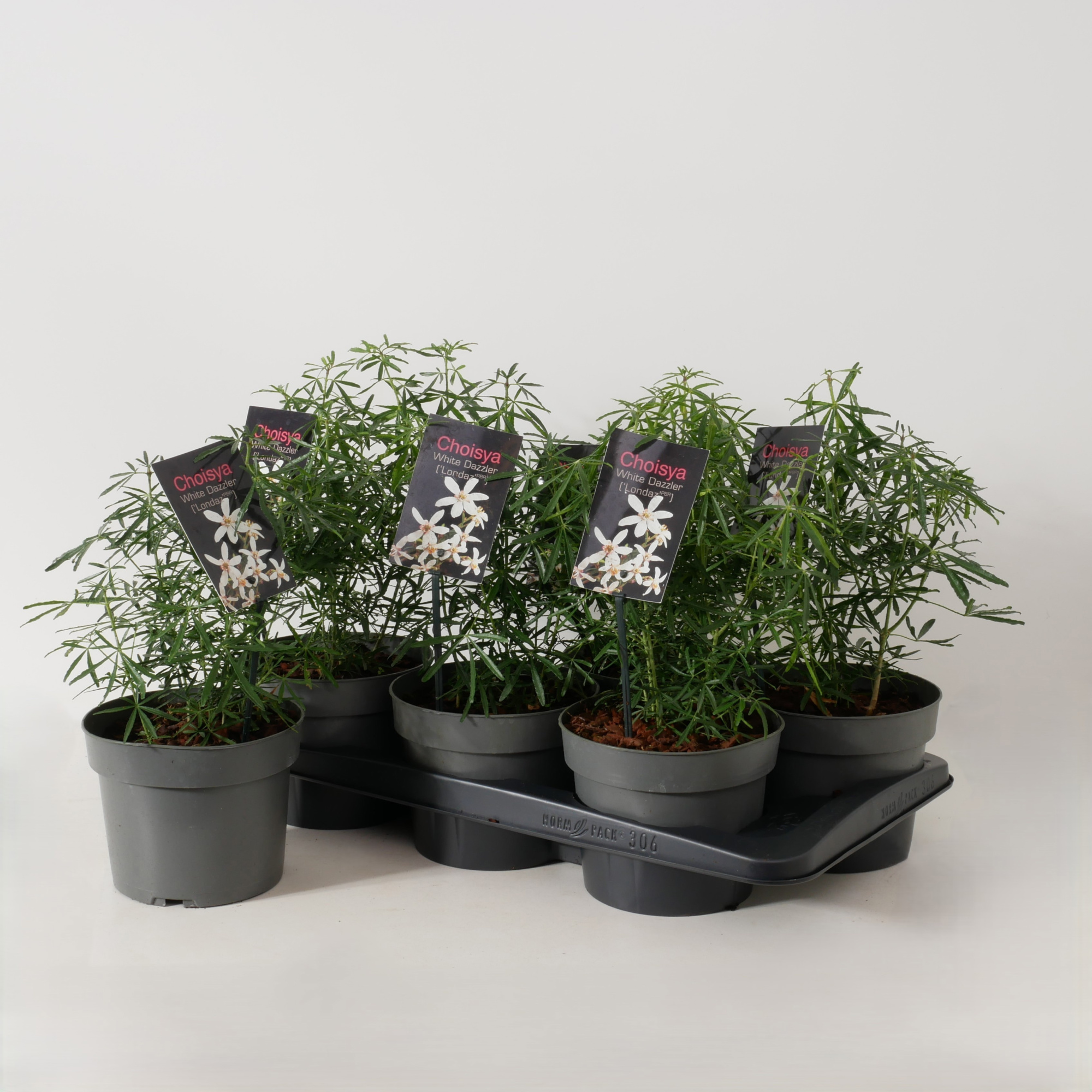 Choisya ternata 'White Dazzler' P17, D 17