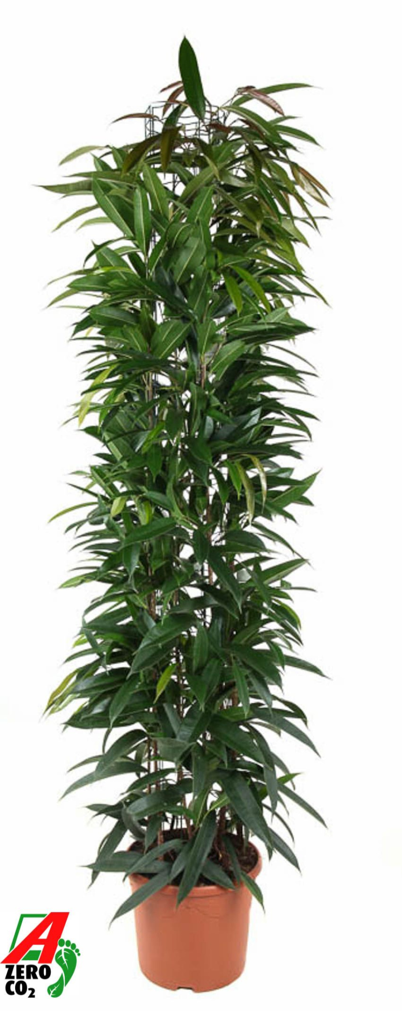 Ficus Alii king zuil P32 (NO GAP), D 32 cm