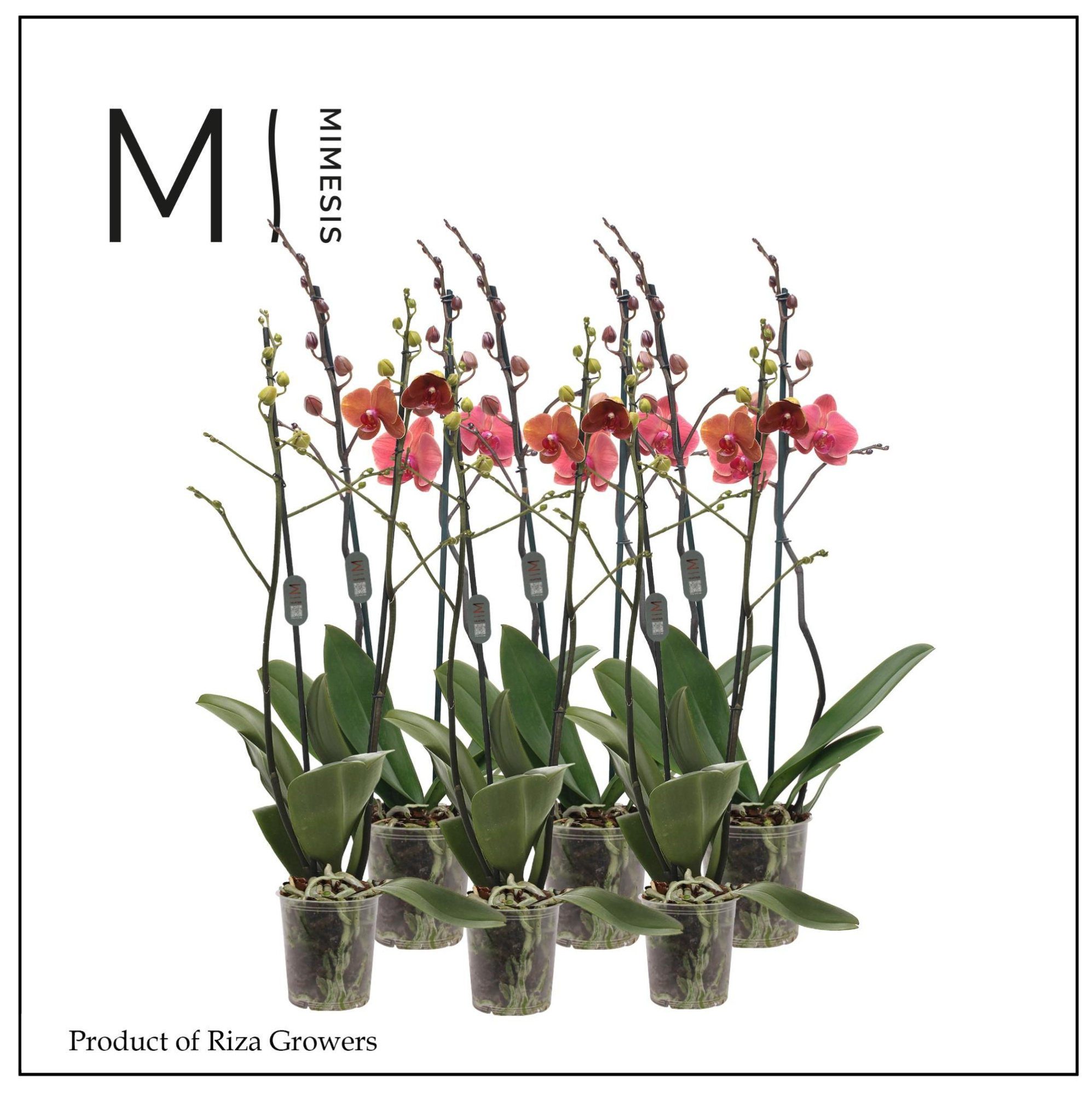 Phalaenopsis Orange 2 spike - 12cm | Mimesis, D 12 cm