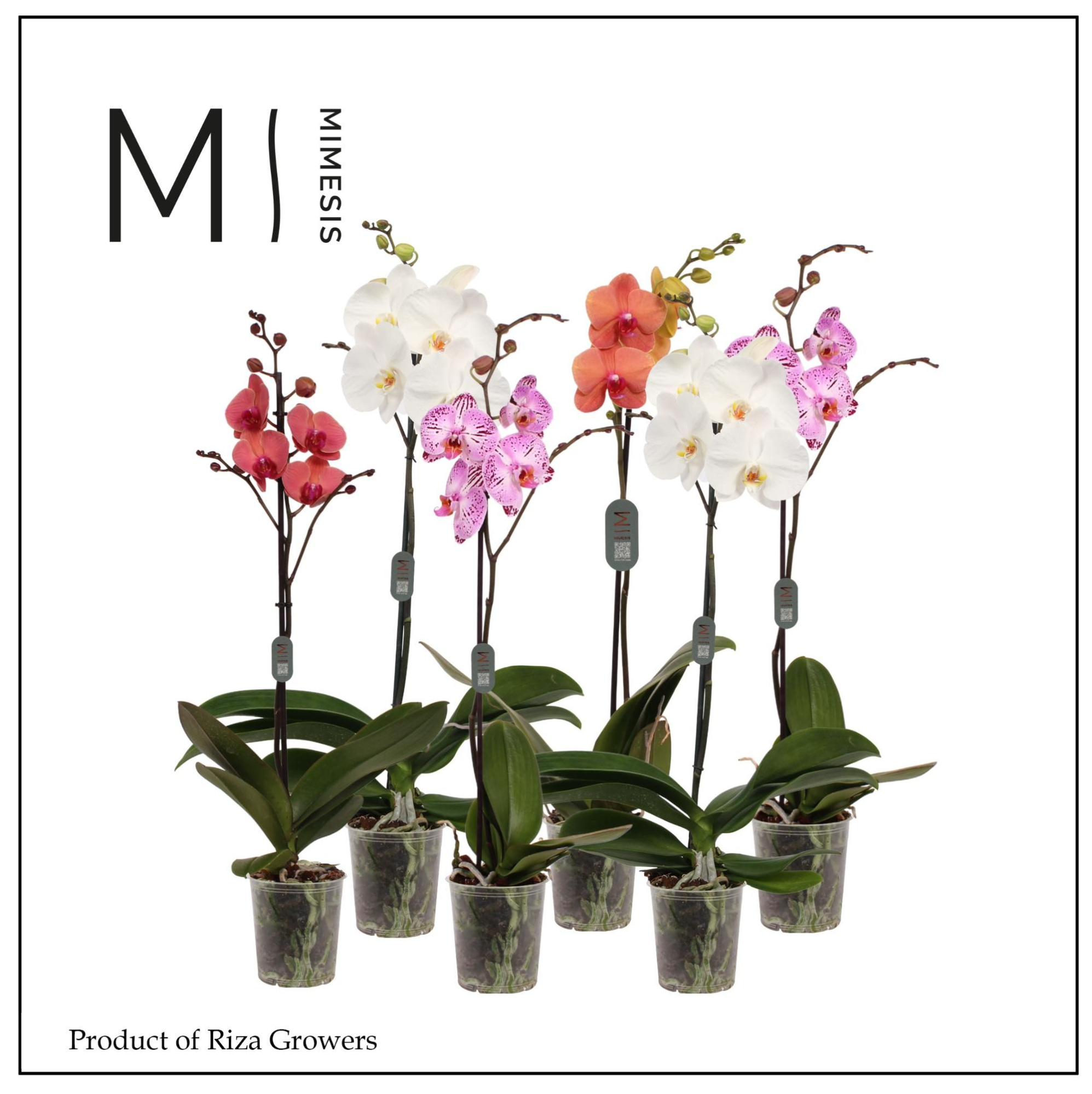 Phalaenopsis Mix 1 spike - 12cm | Mimesis, D 12 cm