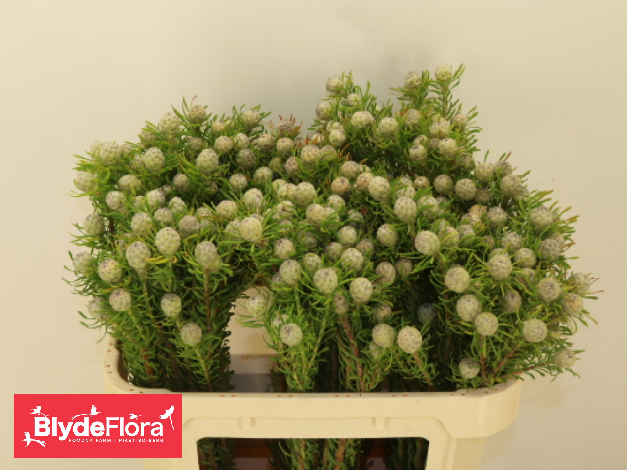 Леукадендрон Джейд Перл Спрей 70, шт.