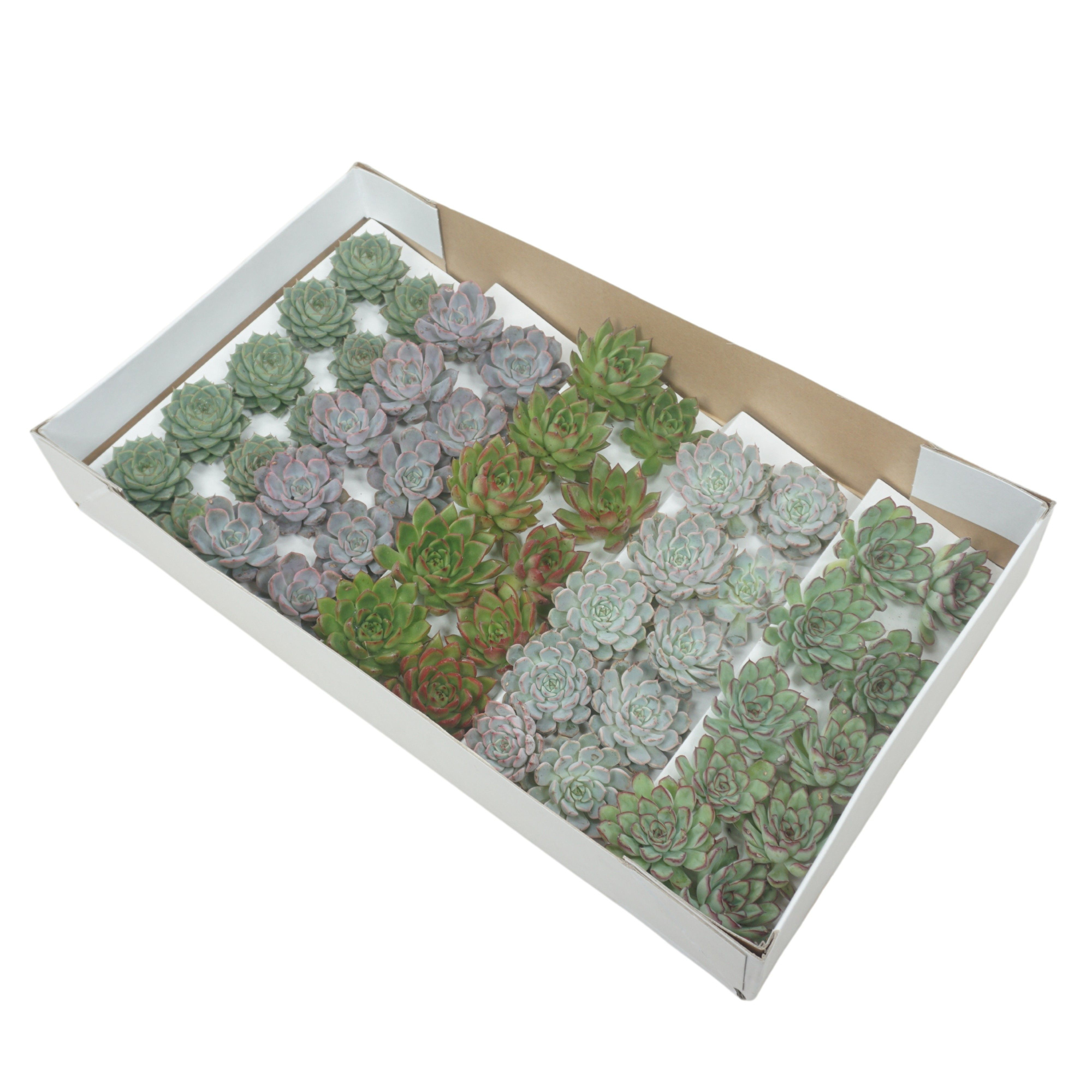 Gesneden Echeveria mix 5-7 cm (Zonder deksel), D 5,5 cm