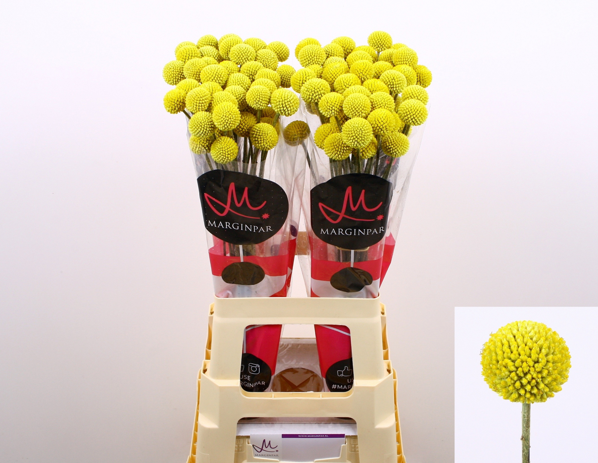 Краспедия Пейнтбол Поп 70 (желт.), шт.