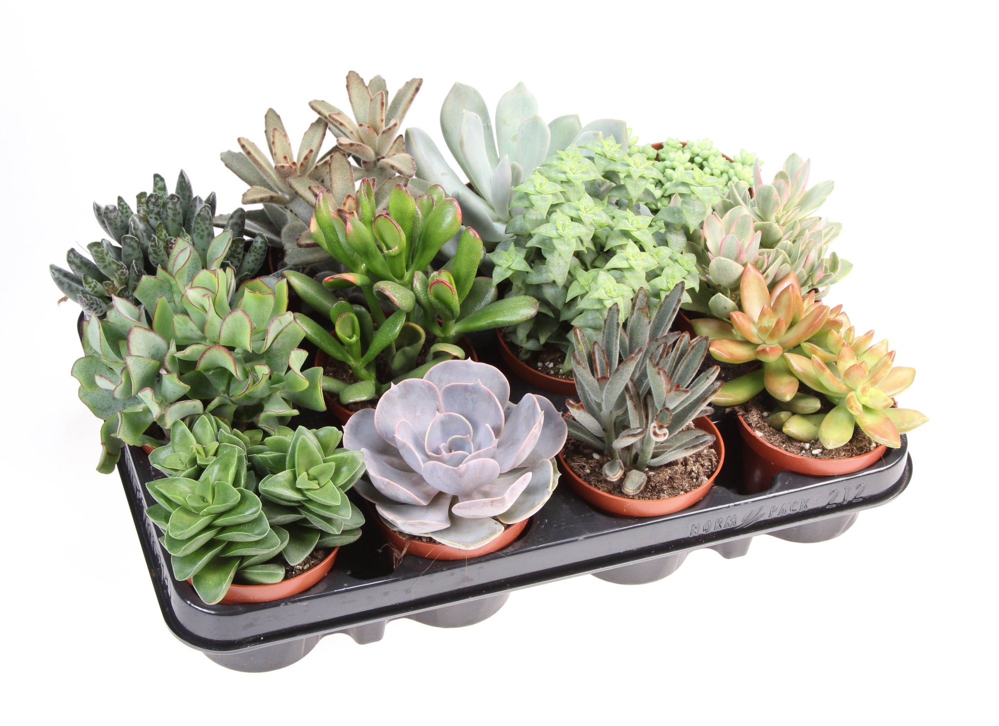 Succulenten mix, D 8,5