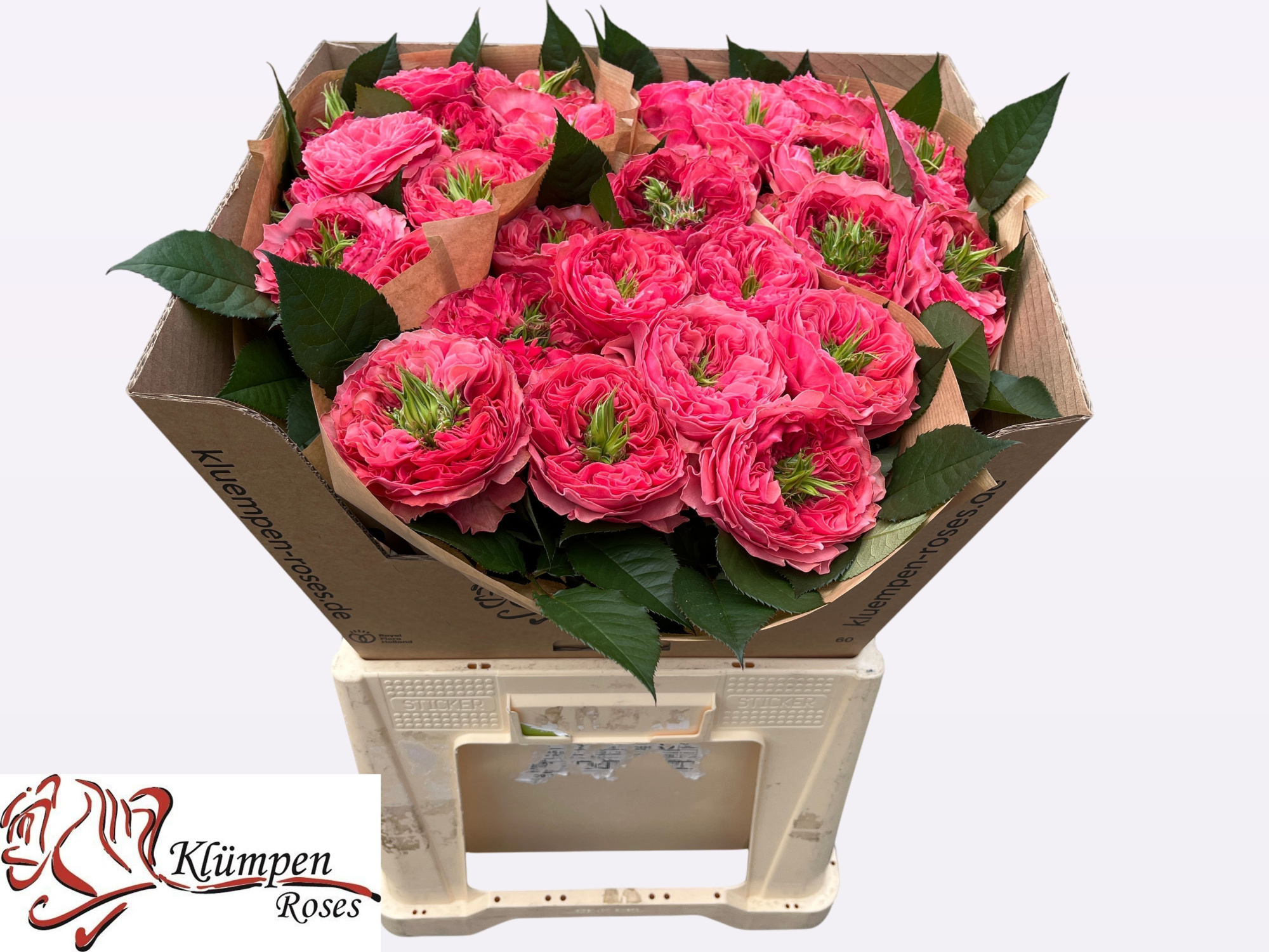 Роза од. Миддлтон! 60, шт.