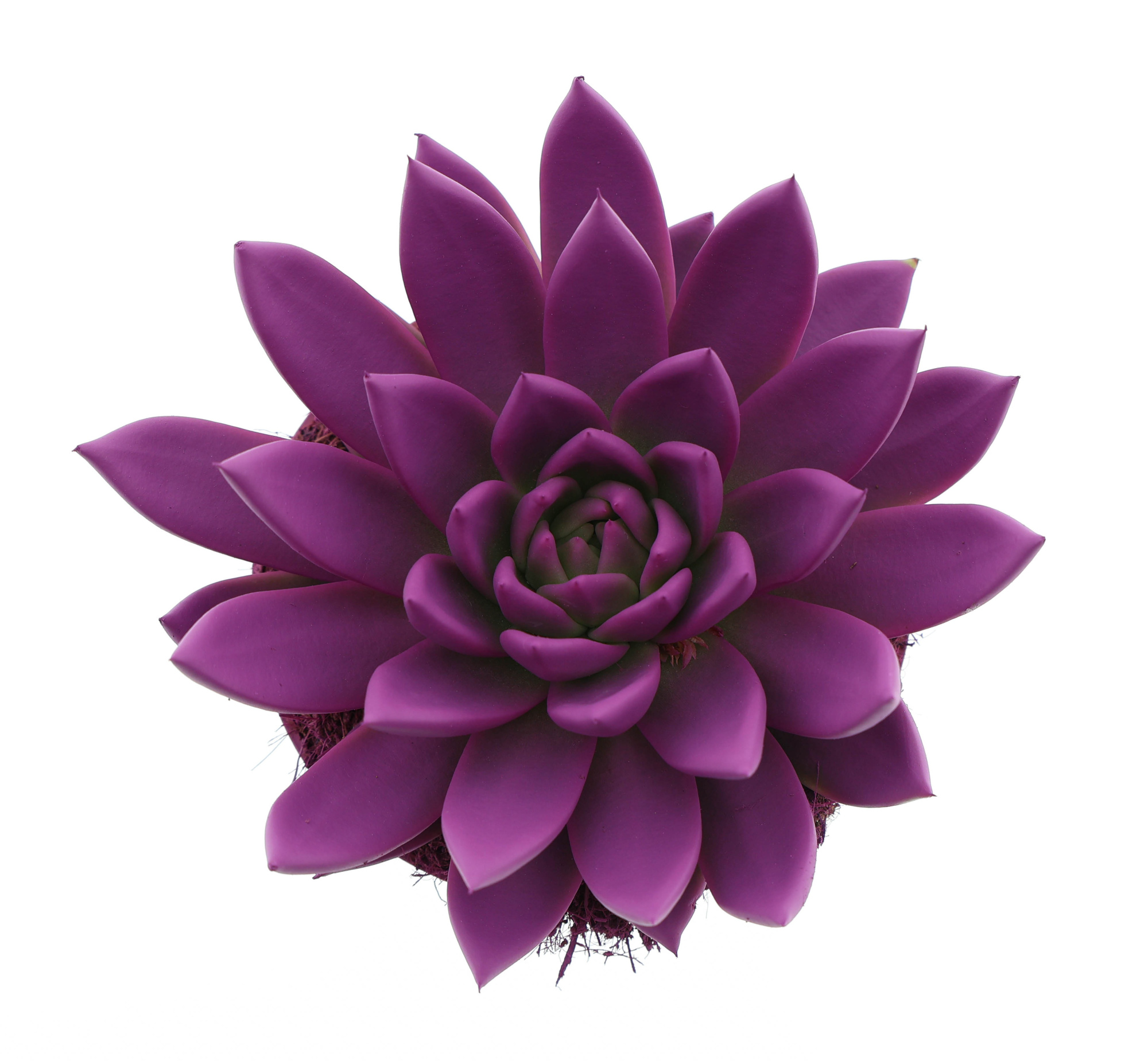 Rainbow fuchsia, D 12 cm