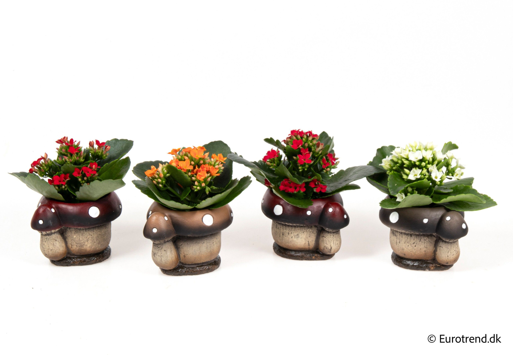 Kalanchoe mix in ceramic - Spring, Summer & Autumn 2025, D 6 cm