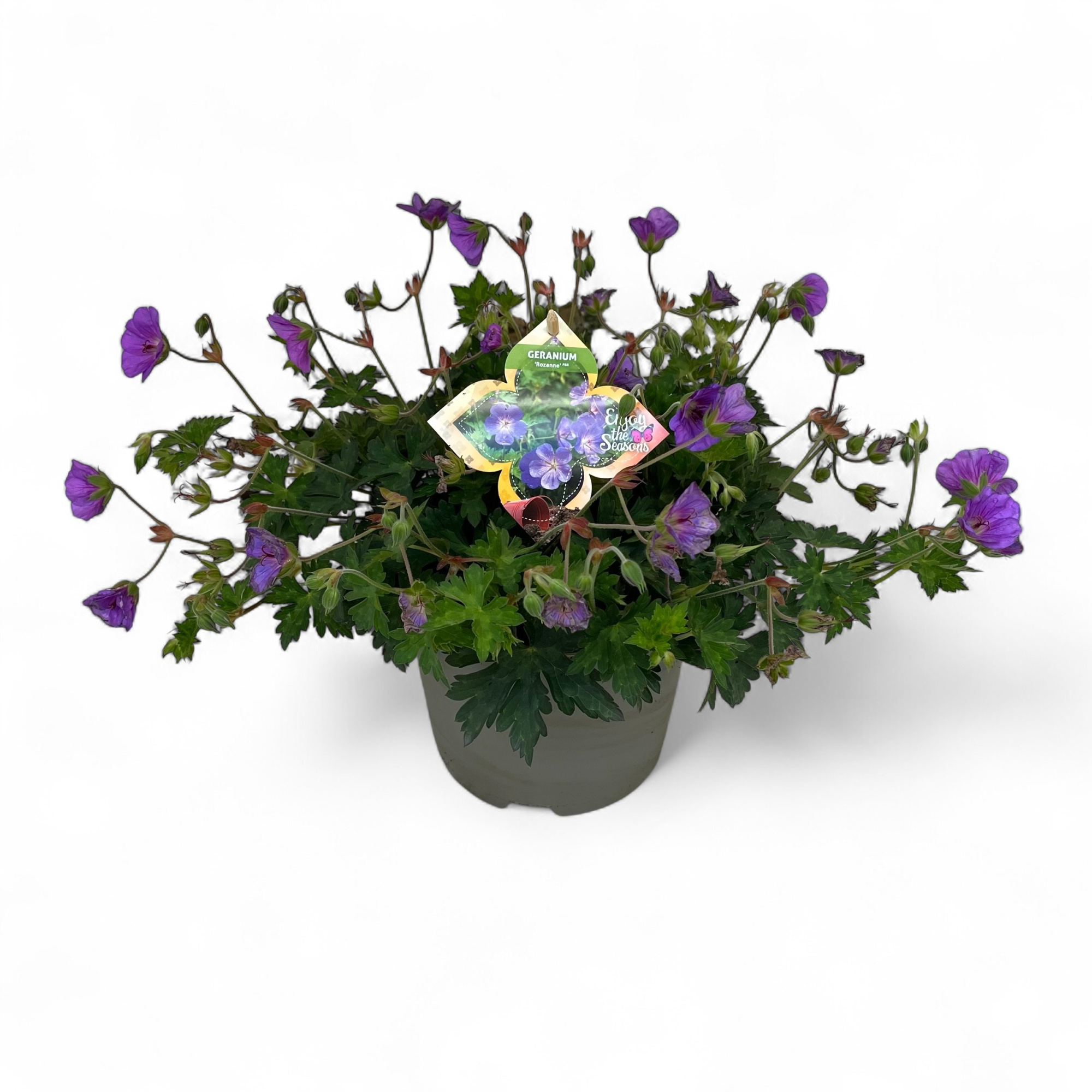 Geranium Rozanne C5, D 23