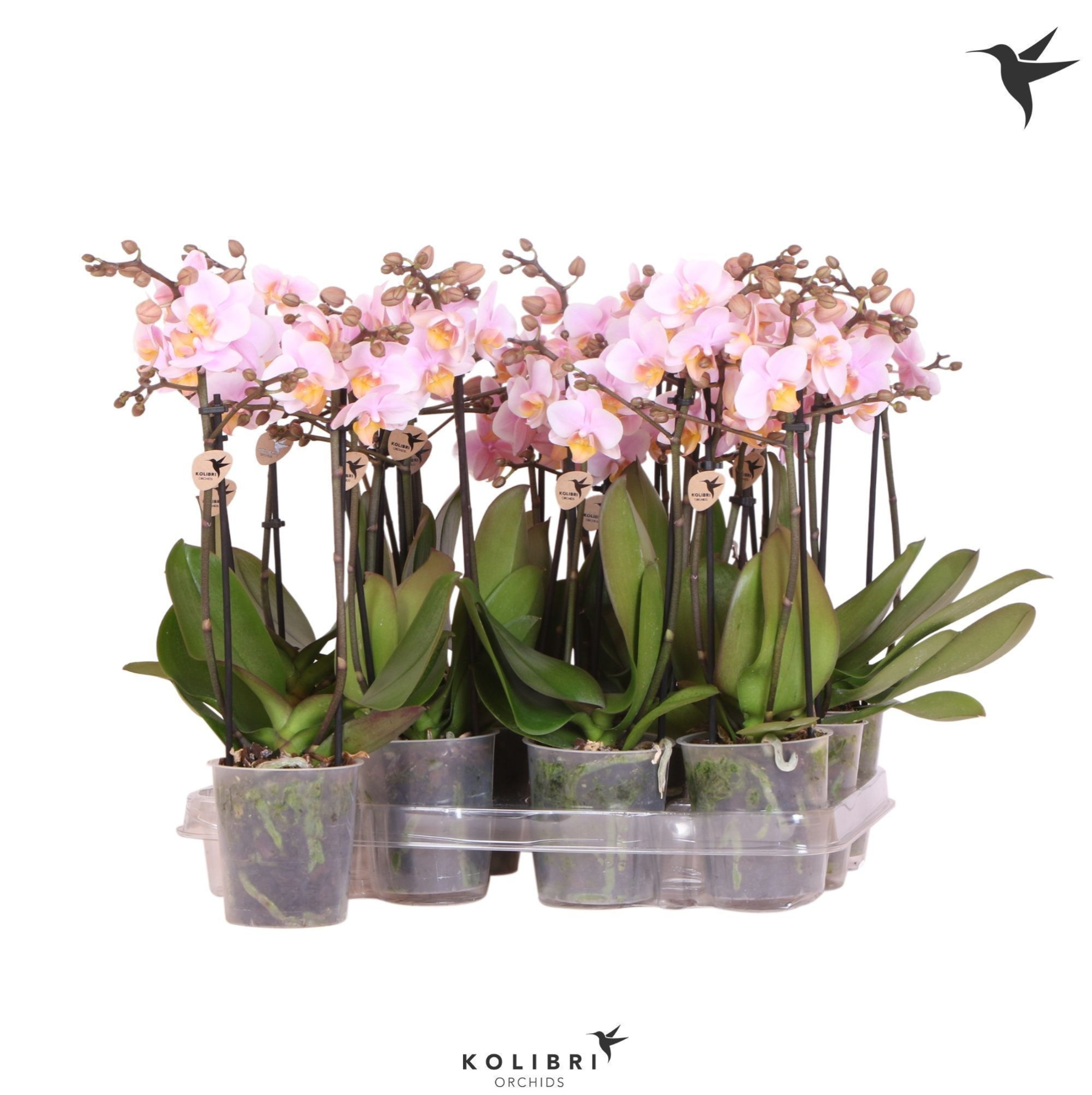 Kolibri Orchids Phalaenopsis Pink 2 spike, D 9