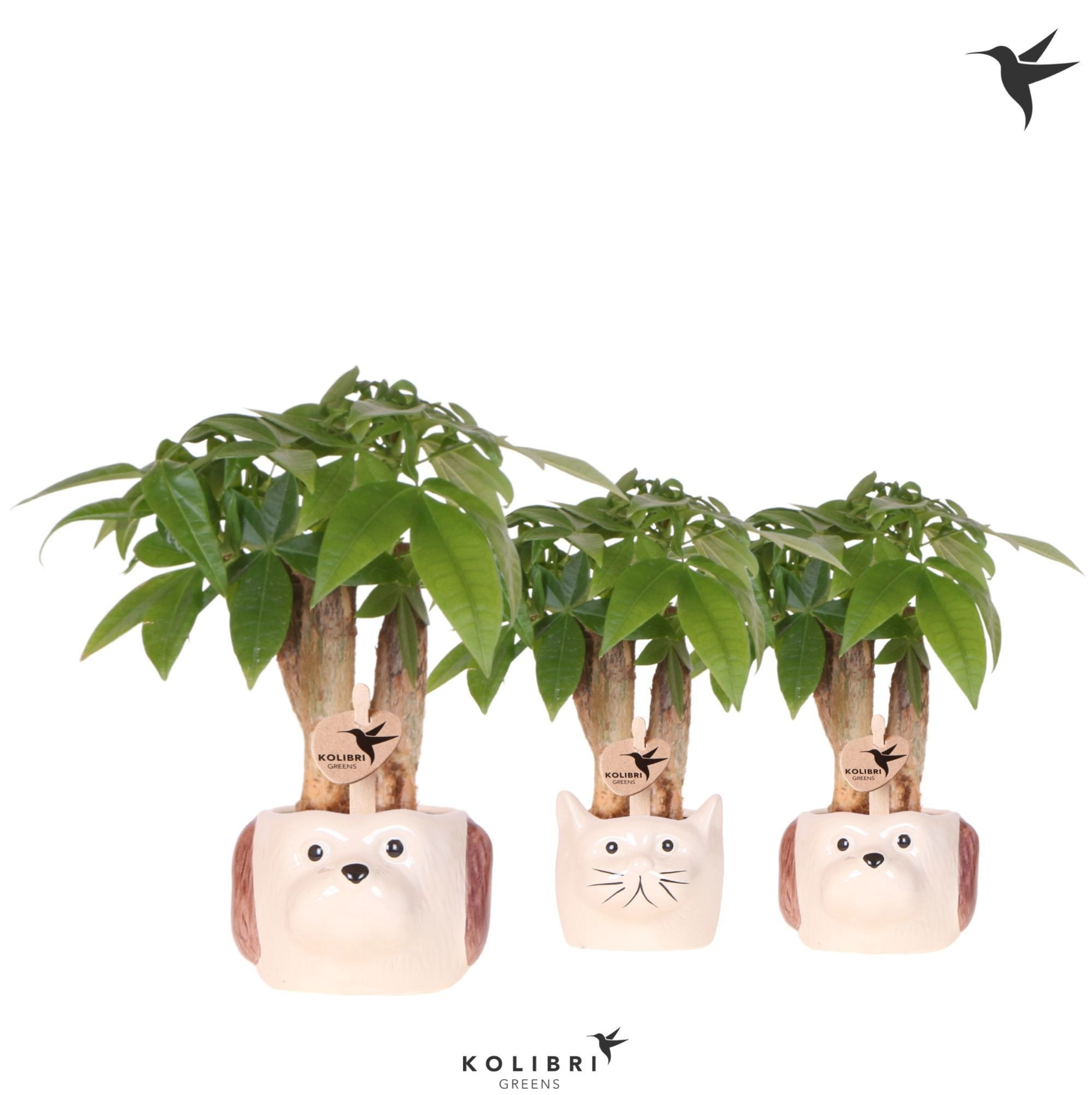 Kolibri Greens Pachira in Cat & Dog pot mix, D 6