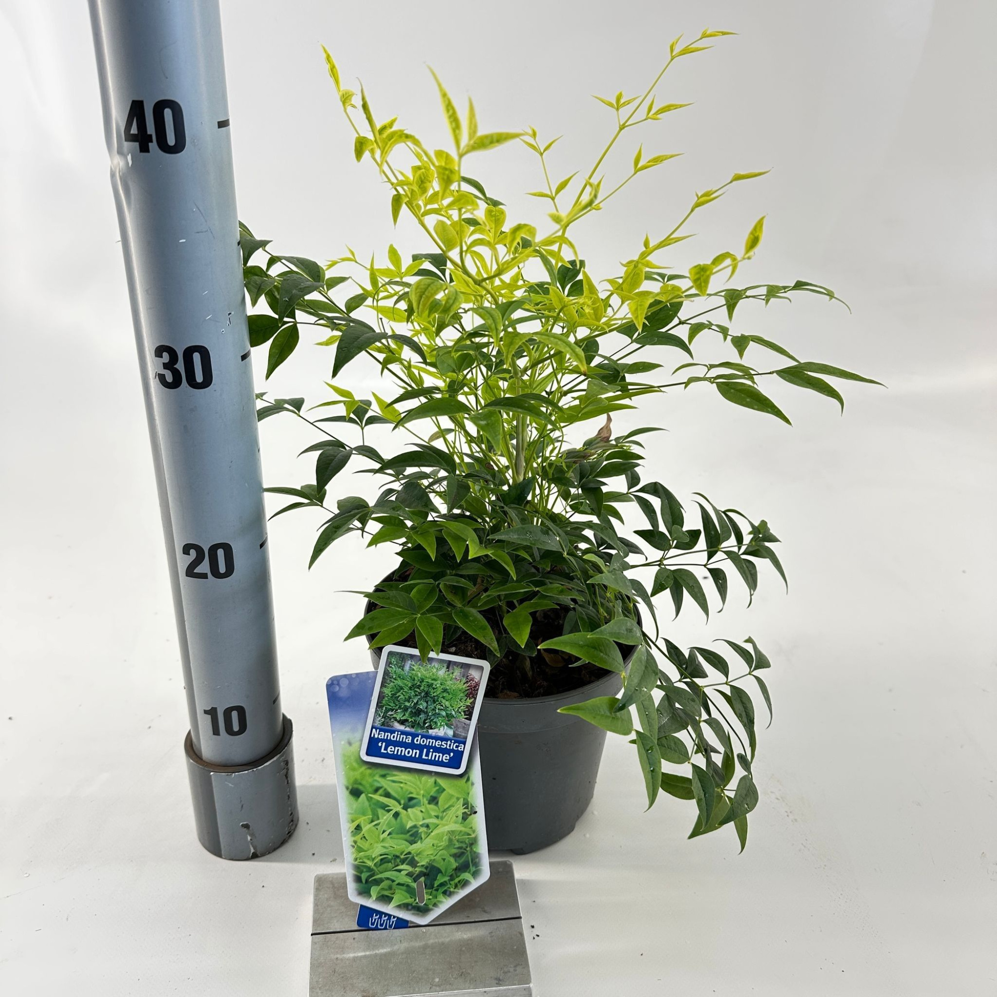 Nandina domestica Lemon & Lime ('Lemlim'PBR), D 17