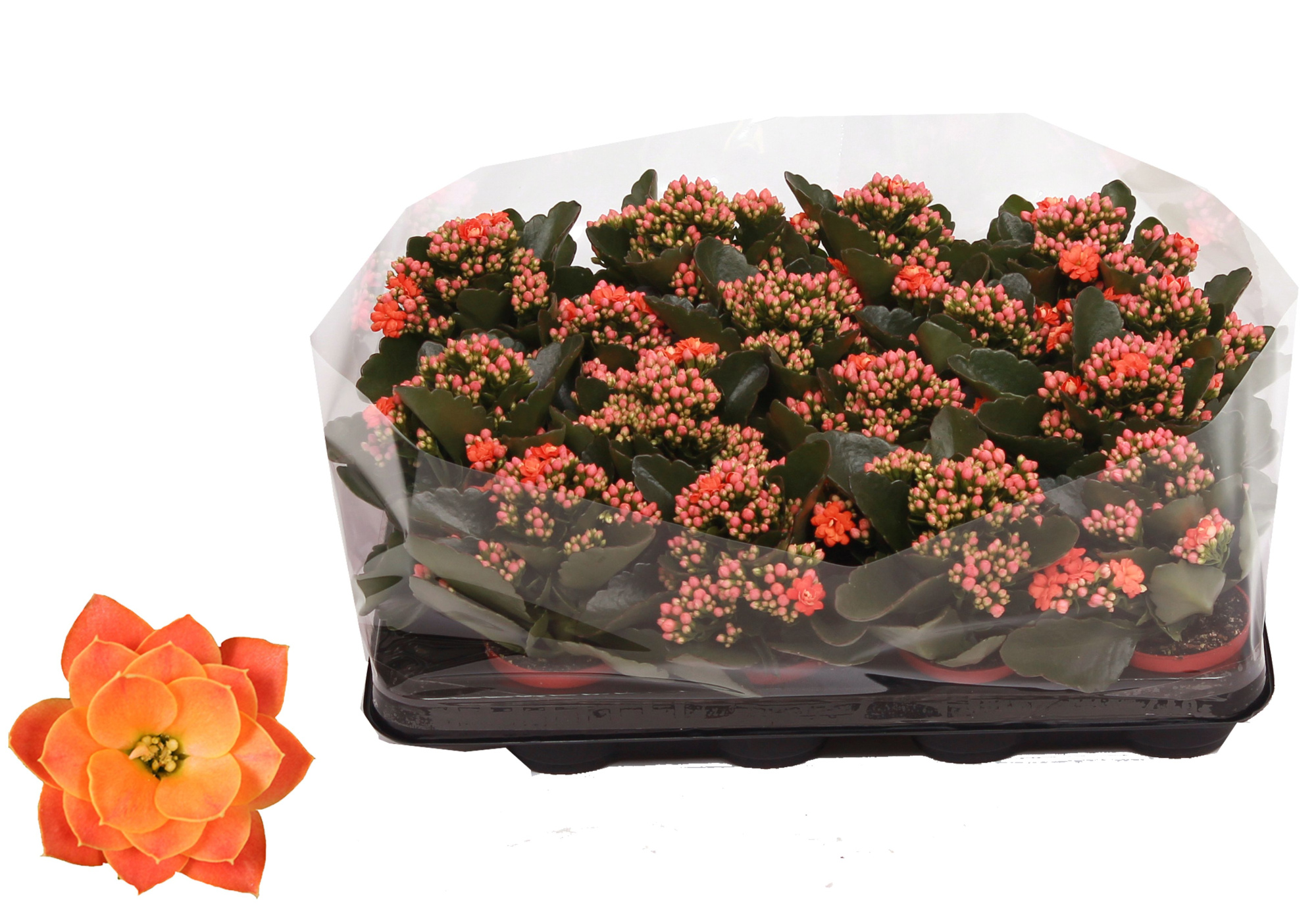 Kalanchoe Rosalina 07cm Don Pedro oranje, Trayfolie, D 7