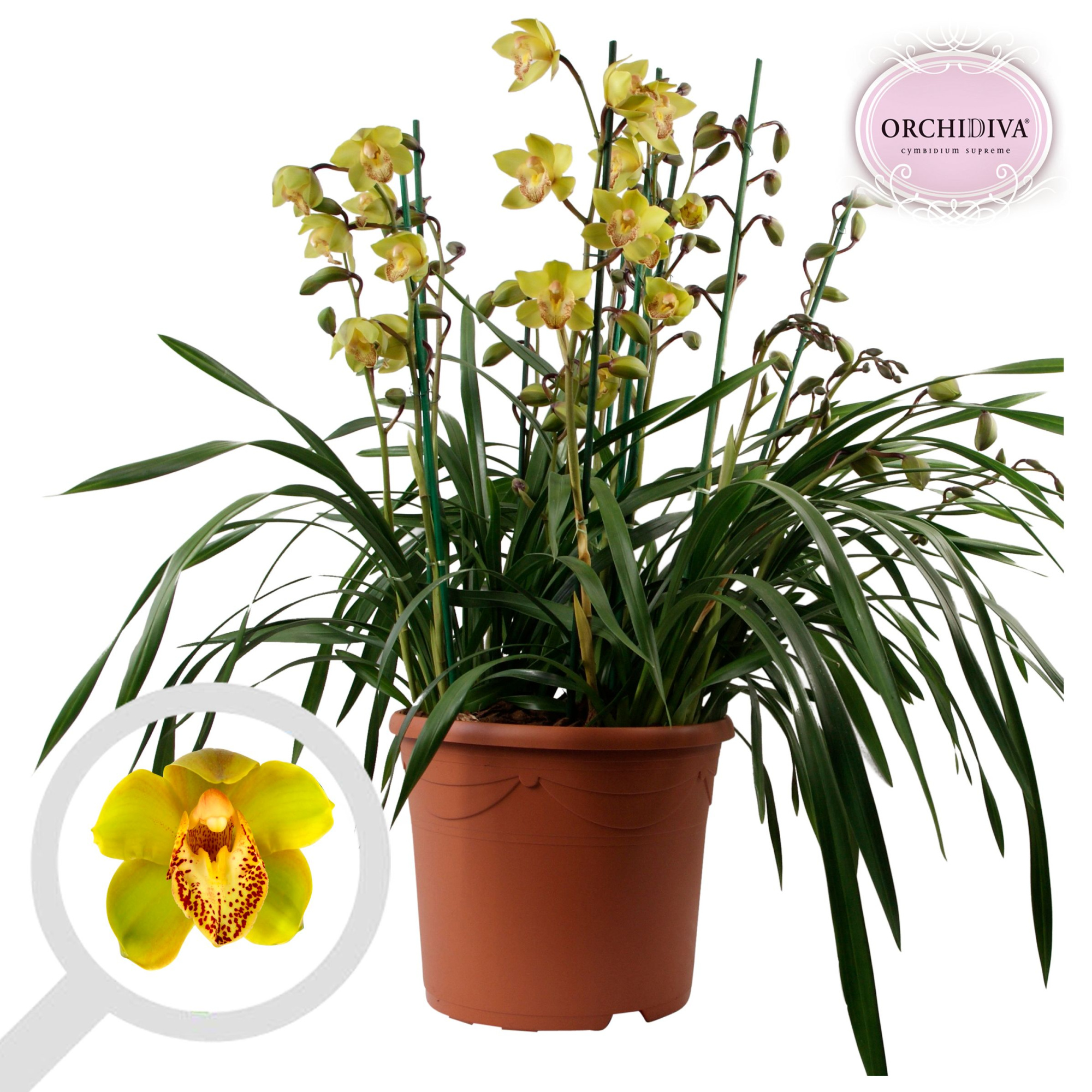 Cymbidium groen 10+tak getoufd, D 30 cm