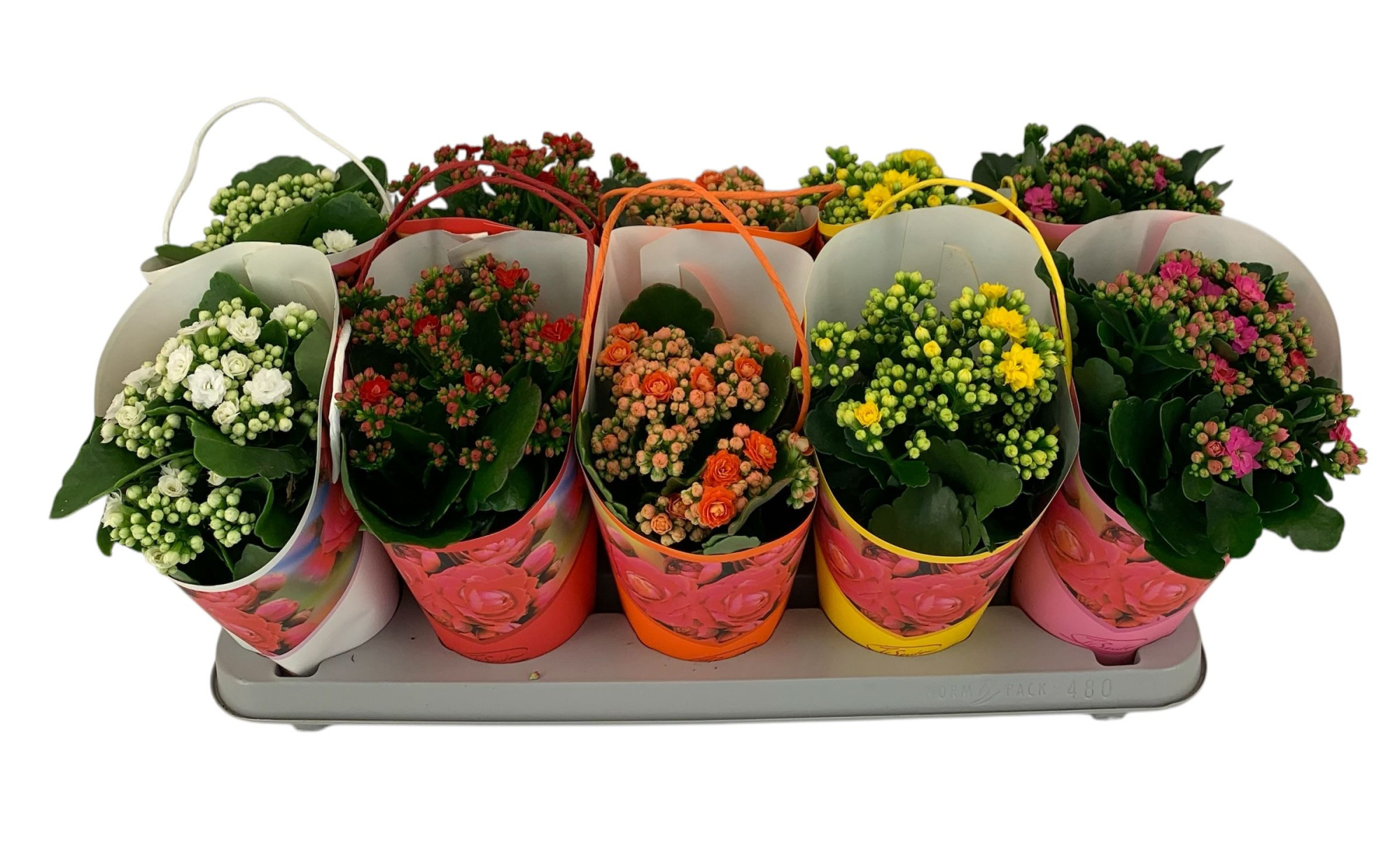 Calandiva 12 cm - Cadeaucover Bucket MIX X 10, D 12 cm