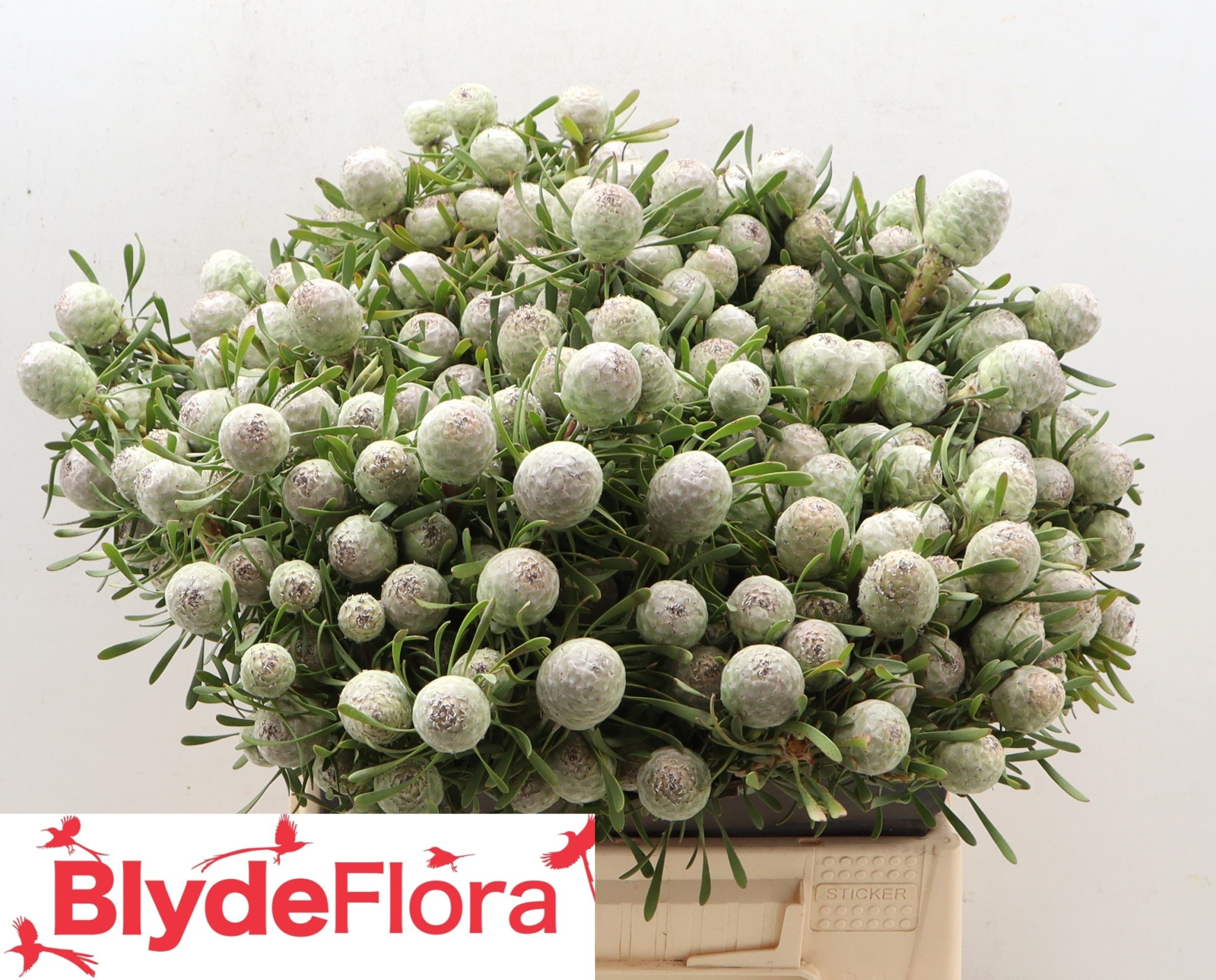 Леукадендрон Сильвер Перл 40, шт.