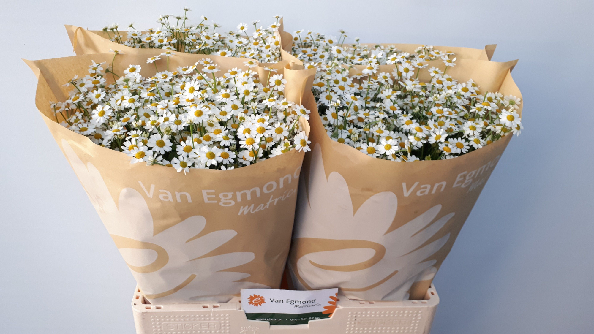 Танацетум Камерон 60 (бел.), шт.