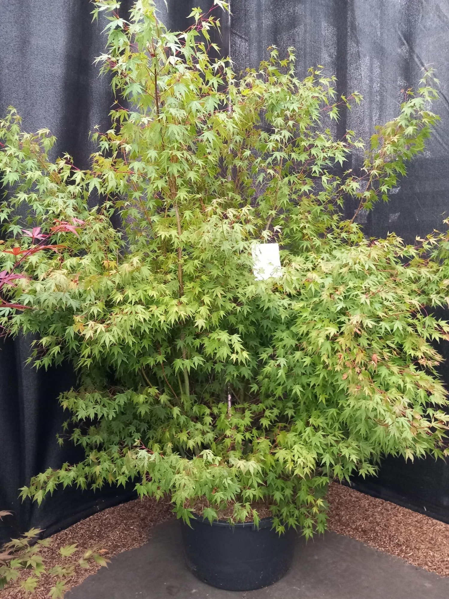 Acer palmatum, D 130 cm