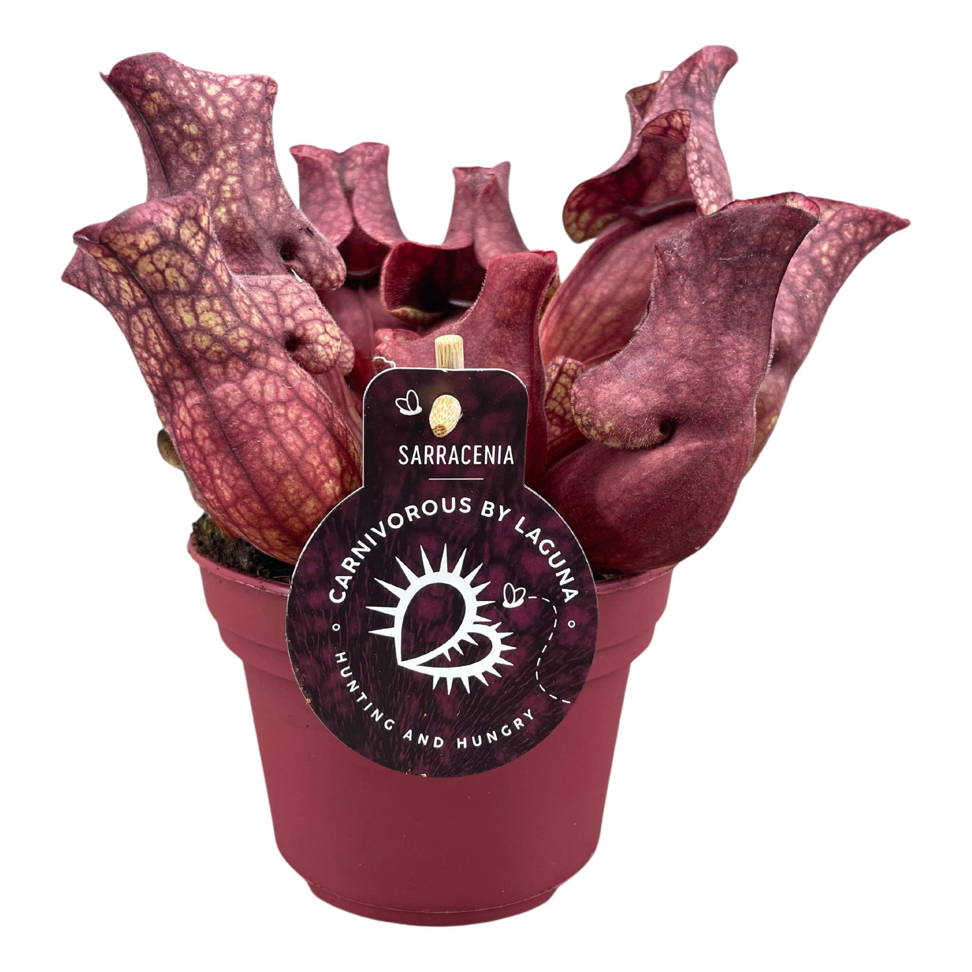 Sarracenia Venosa Red 12 cm, D 12