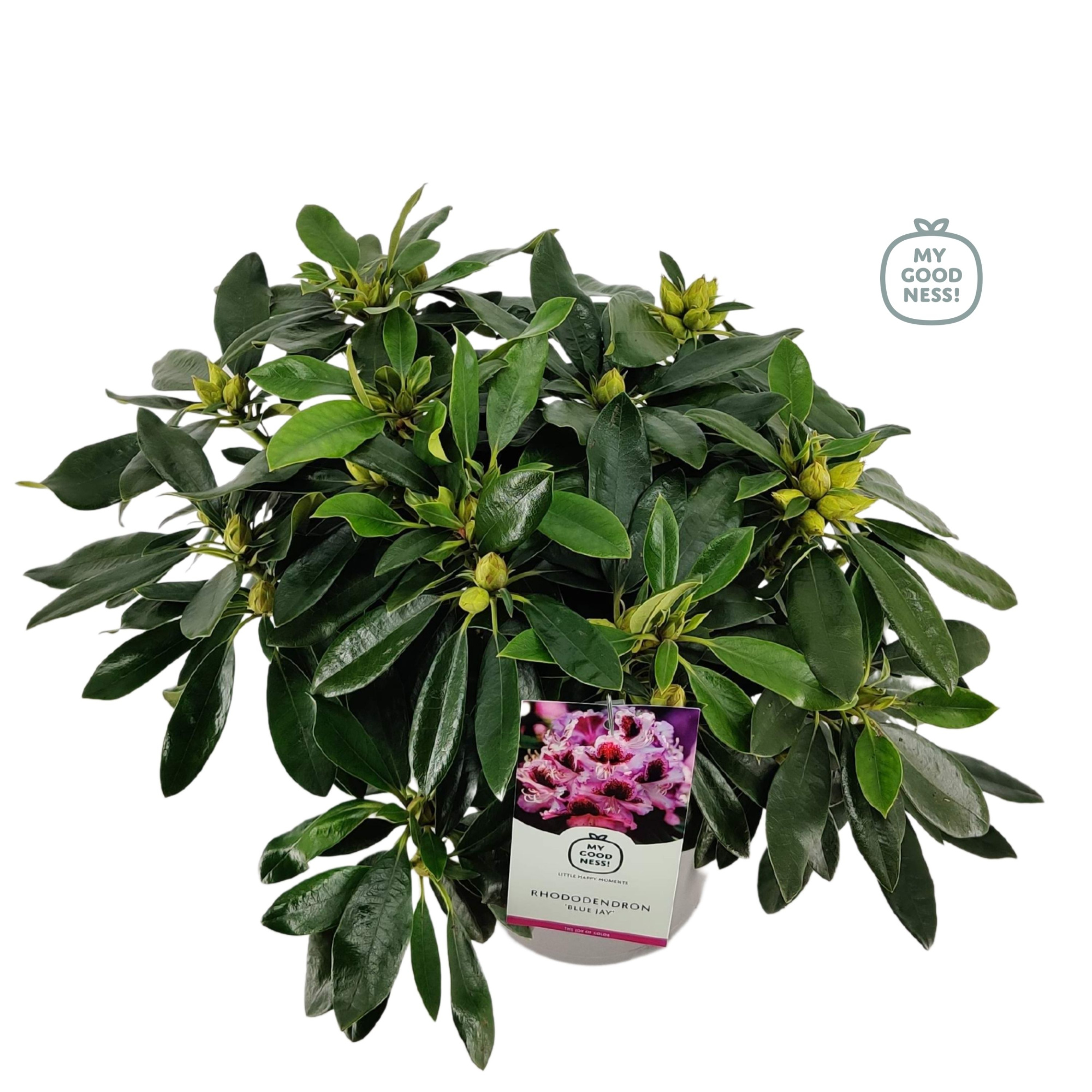 Rhododendron 40-50 /5 liter 'Blue Jay', D 23 cm