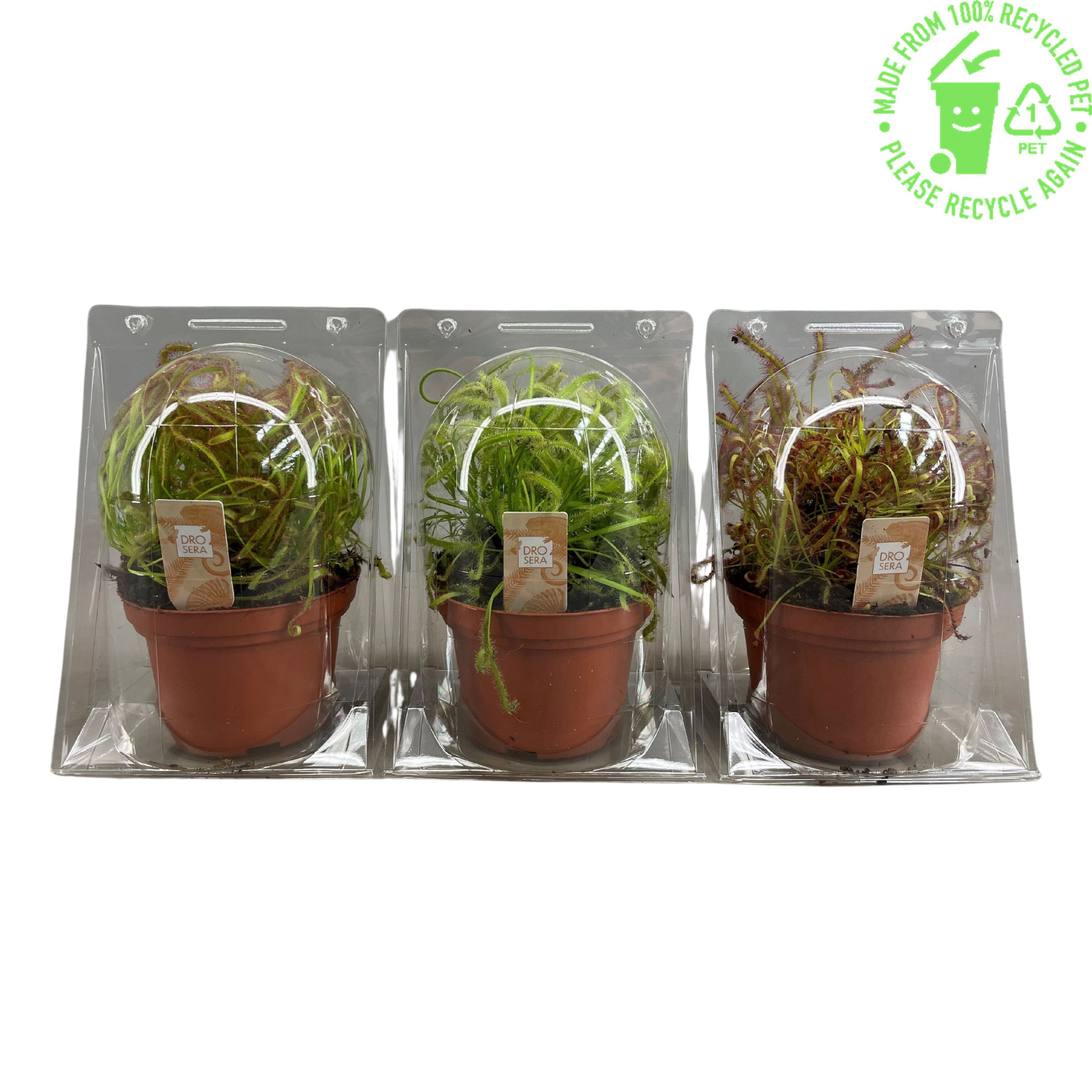 Drosera Capensis mix 12 cm in blister, D 12