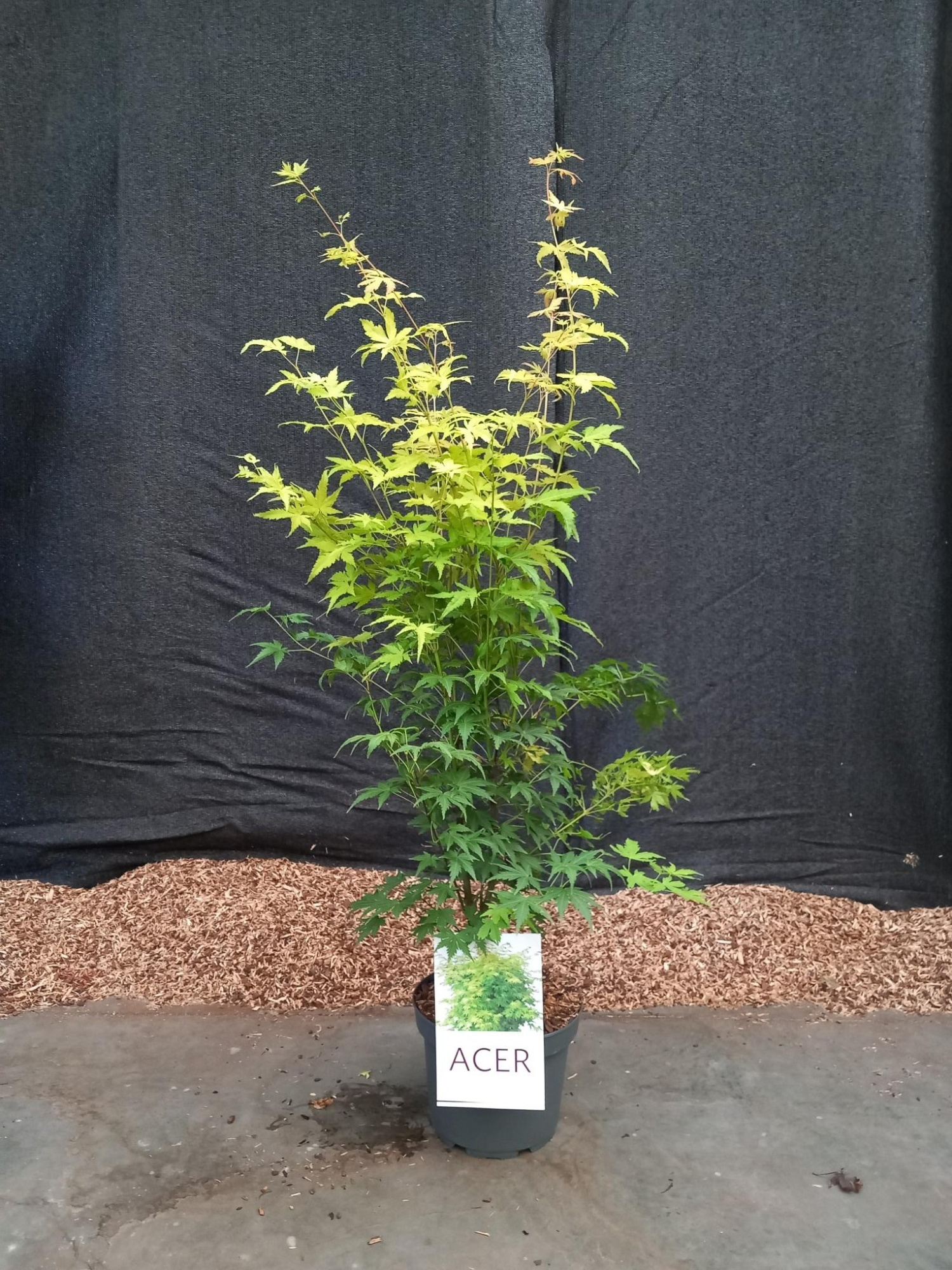 Acer palmatum 'Orange Dream, D 21 cm
