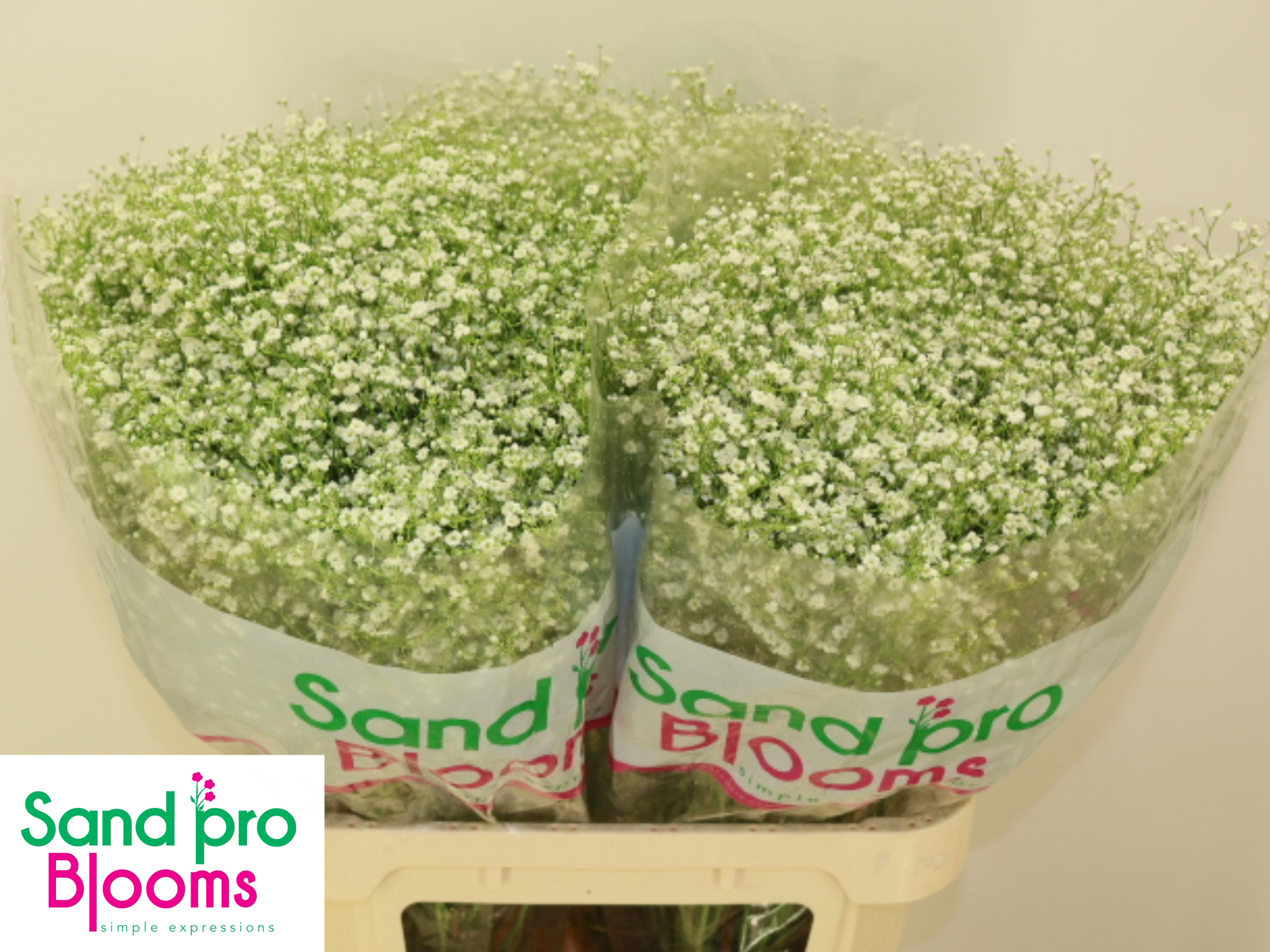 Гипсофила Дискавери 80 (бел.), шт.