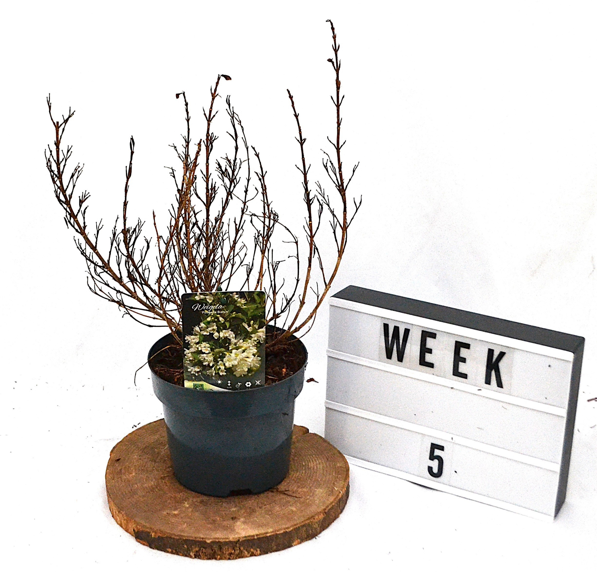 Weigela Picobella Bianco, D 19